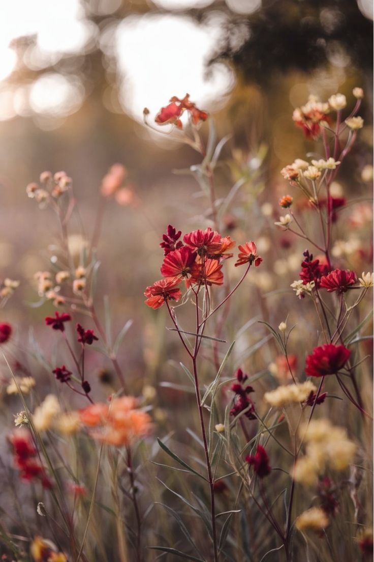 هناك في اعماق روح كل انسان زهرة الحياه ترتوي ب الحب والعطف  عندما تمنح الحب  ترتوي هذه زهره في روحك  وتزهر في بريق عينيك وفي انفاسك وفي كلامك رذاذ من المطر برائحة  عطر فريد يخص زهرة الحياه في روحك