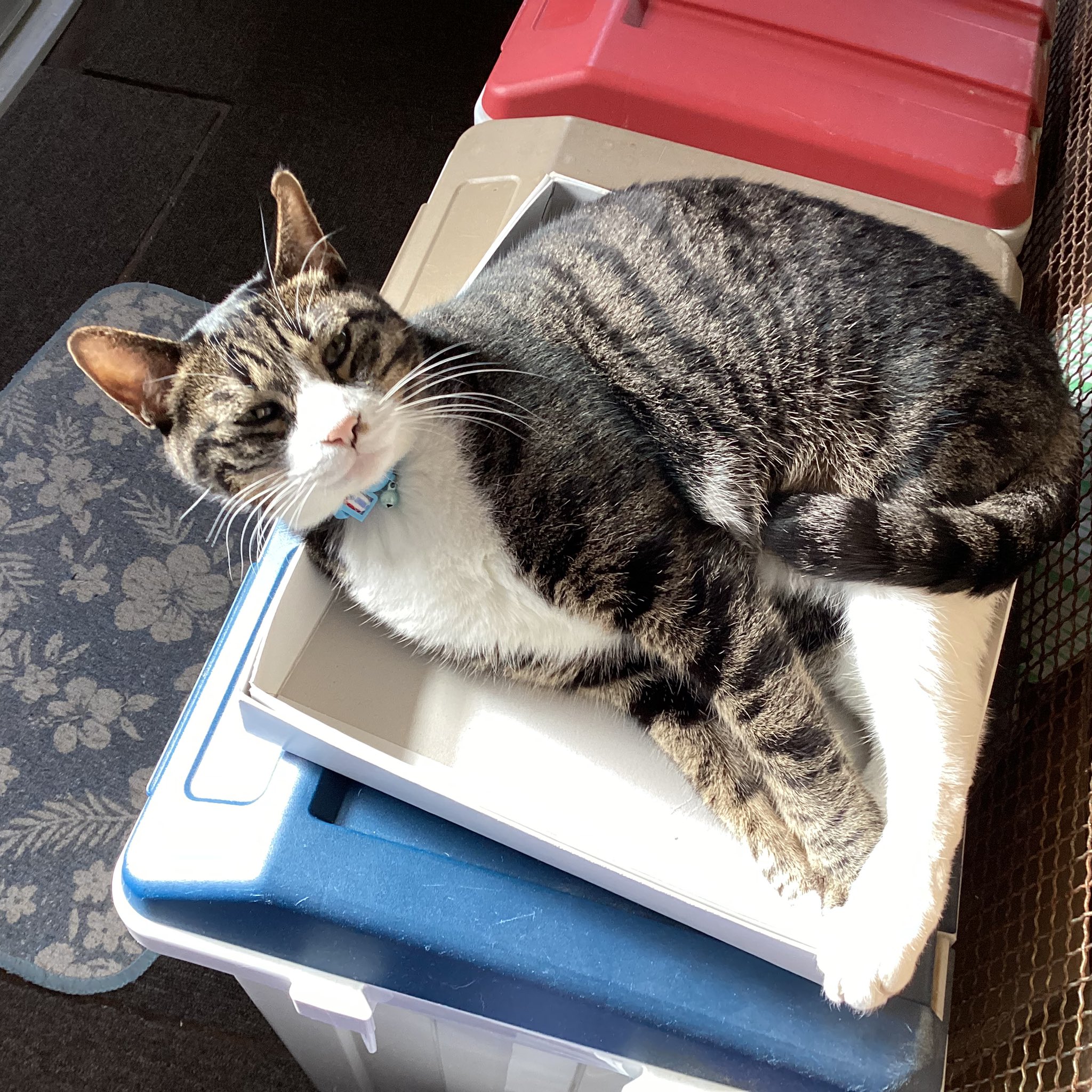 ネコ様ご依頼品 猫様が一番えらい - Search / X