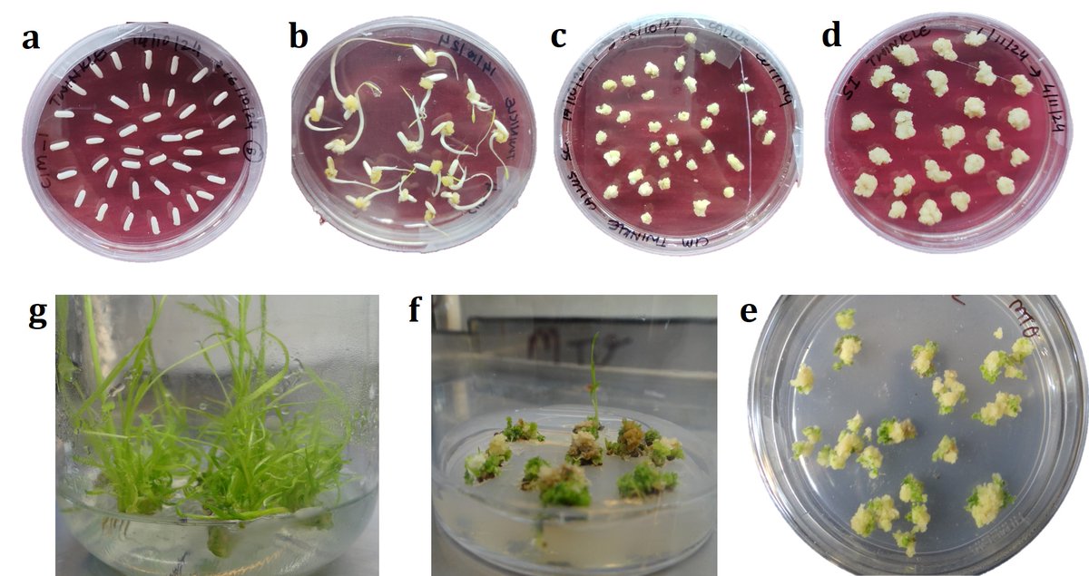 Meloidogyne enterolobii, a hypervirulent nematode in direct-seeded rice (DSR) agroecosystems of India. Its short life cycle and adaptive reproductive biology suits well for aerobic rice. MG1 gene of wild rice Oryza nivara exhibited tolerance.
sciencedirect.com/science/articl…