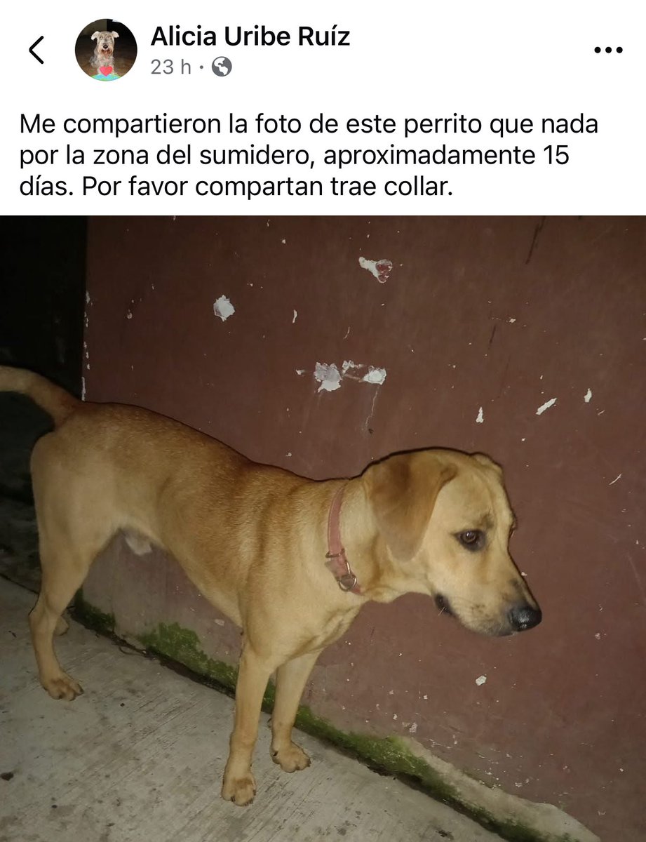 #Xalapa RT🐶
<a href="/mayteponm/">Mayte P.</a> <a href="/mageba04/">Gina alarcon</a> <a href="/Corintiacruz/">Corintia Cruz Oregón</a> <a href="/VialidadXalapa/">Vialidad Xalapa 🚦 VX 🌎</a> <a href="/AbelMucino/">Abel Muciño</a> <a href="/tierraverde1943/">ℓια ₊˚.༄ *ﾟ🌱</a> <a href="/pilykuera/">Pily Peregrina</a> <a href="/CECILLIA36/">CECILIA MENDEZ</a> <a href="/sara_juarez/">saraliz</a> <a href="/Ydlan/">Naldy Patricia</a> <a href="/fherciencias/">Soy Fher!</a> <a href="/camellinlove/">Porque soy xalapeño</a> <a href="/ArrezEdda/">Edda Arrez</a> <a href="/PopColorsXal/">PopCX</a> <a href="/RoxanaAAT/">Feto de PicaFresa🍓</a> <a href="/penelopemoncayo/">Penélope Moncayo.</a> <a href="/Zapatito_Azul/">Yuria Eldia Reyes</a> <a href="/sandysiux/">Sandy Colunga</a> <a href="/rociosaiz/">Rocio Saiz</a> <a href="/Pechmed/">Peter Tweet</a> <a href="/marinavera100/">Marina Vera</a> RT