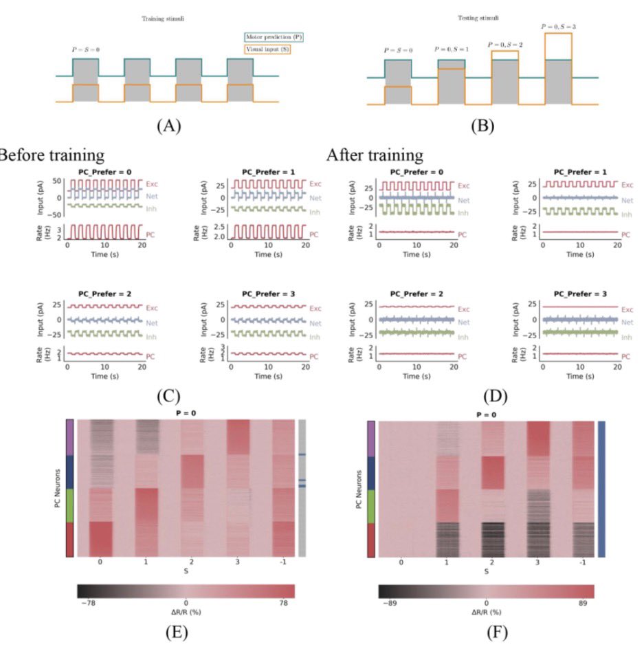 sami_mjanini's tweet image. New model reveals the brain's "self-correction" circuit. 💡 It uses precise E/I balance to filter self-generated sensations, making us aware only of the unexpected. Crucial step for next-gen brain-inspired AI! #ComputationalNeuroscience #BrainModeling