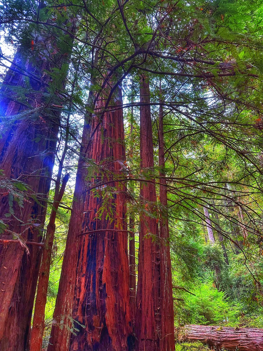walk through redwoods long enough &amp; the Universe starts talking ♾️