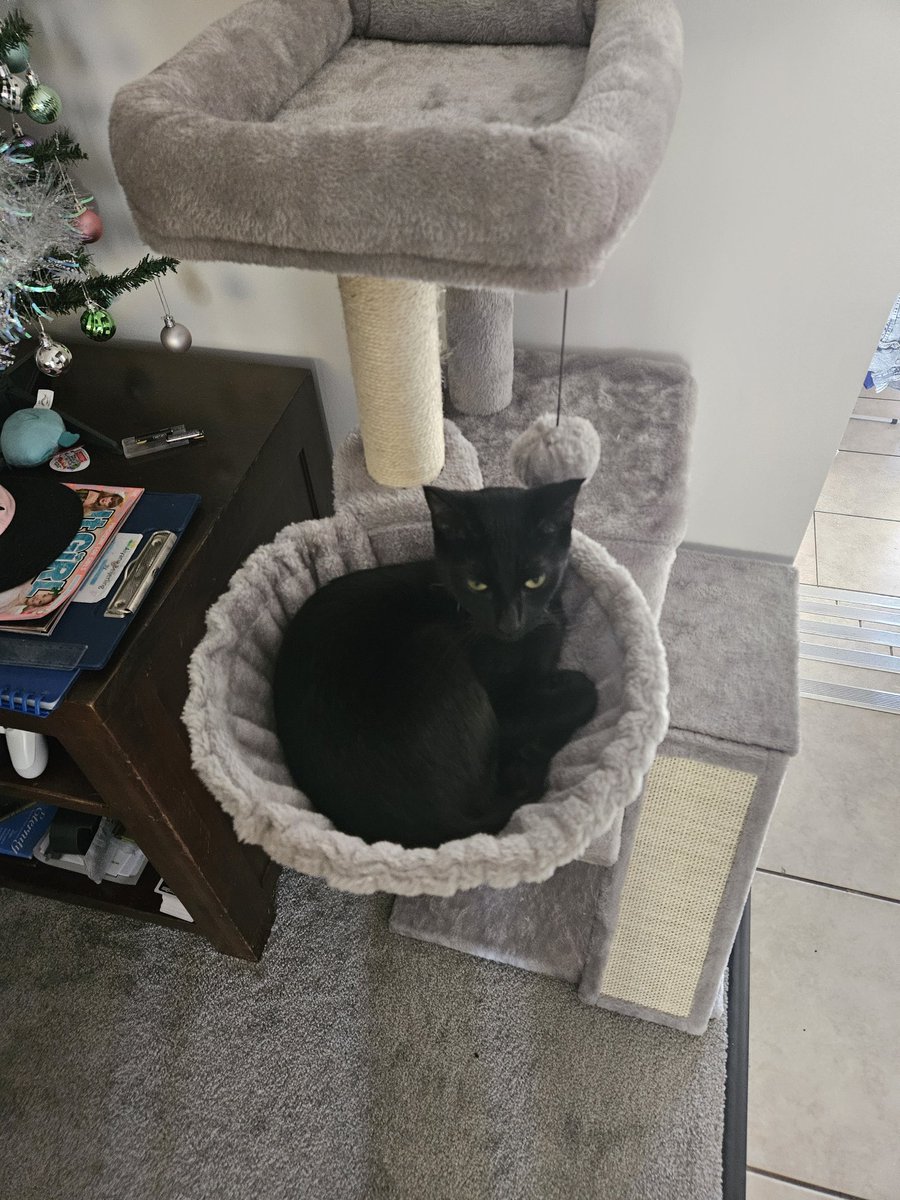 kabling03's tweet photo. Void in basket
#blackcat #LuckyCat #cute #voidcat https://t.co/fW4hBfa6gh