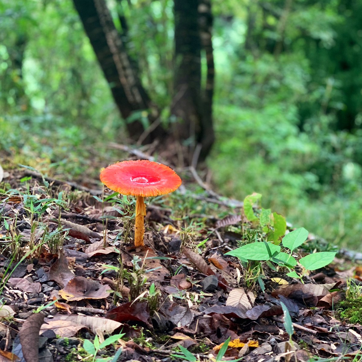 万博特別講義アワード、学びが尽きませんでした。
小山薫堂先生「未利用魚という言い方がかわいそう」。
佐藤洋一郎先生「雑草という言い方も失礼」。
言葉が変われば、世界の見え方も変わります。