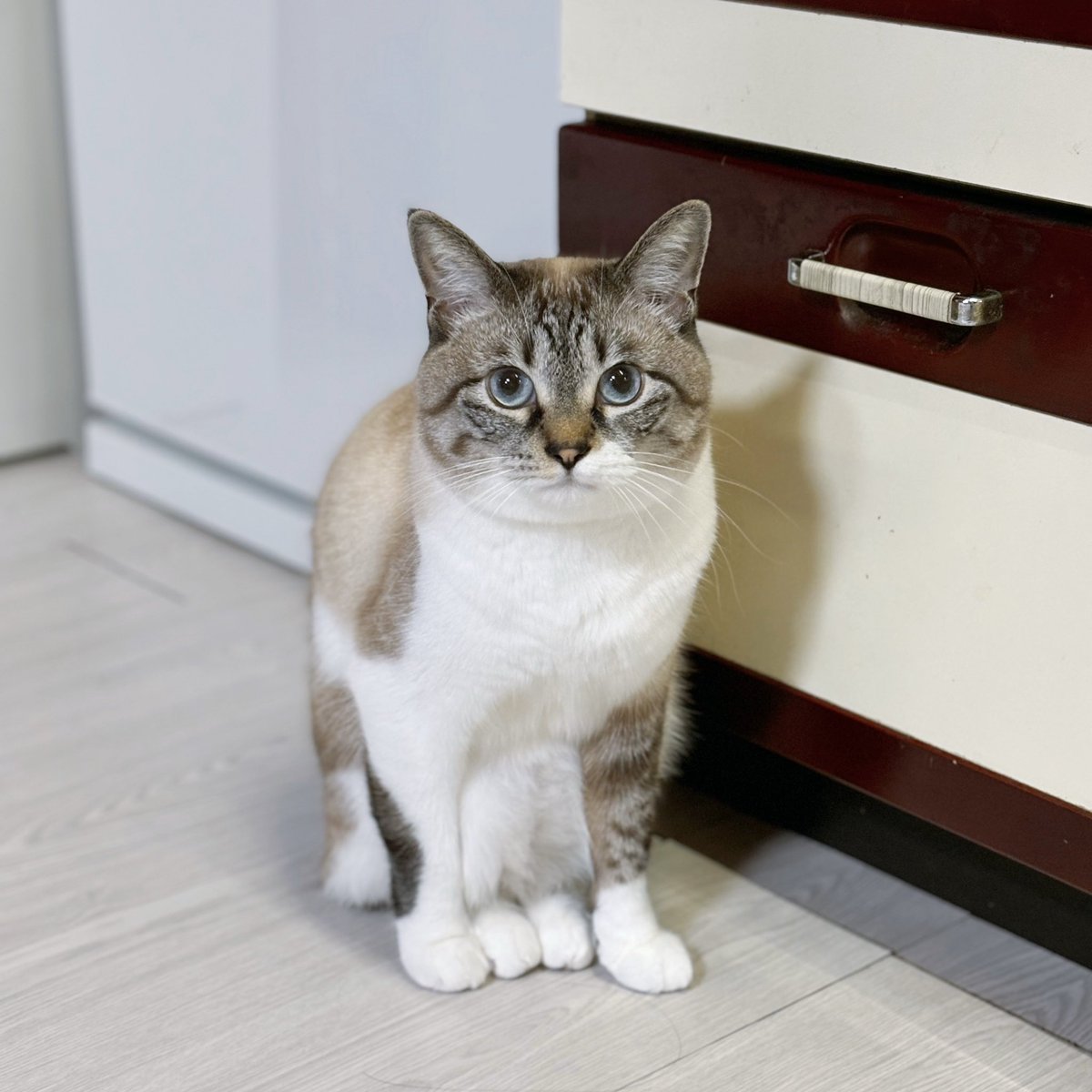 天使👼こめ (@0818kome) / Posts / X