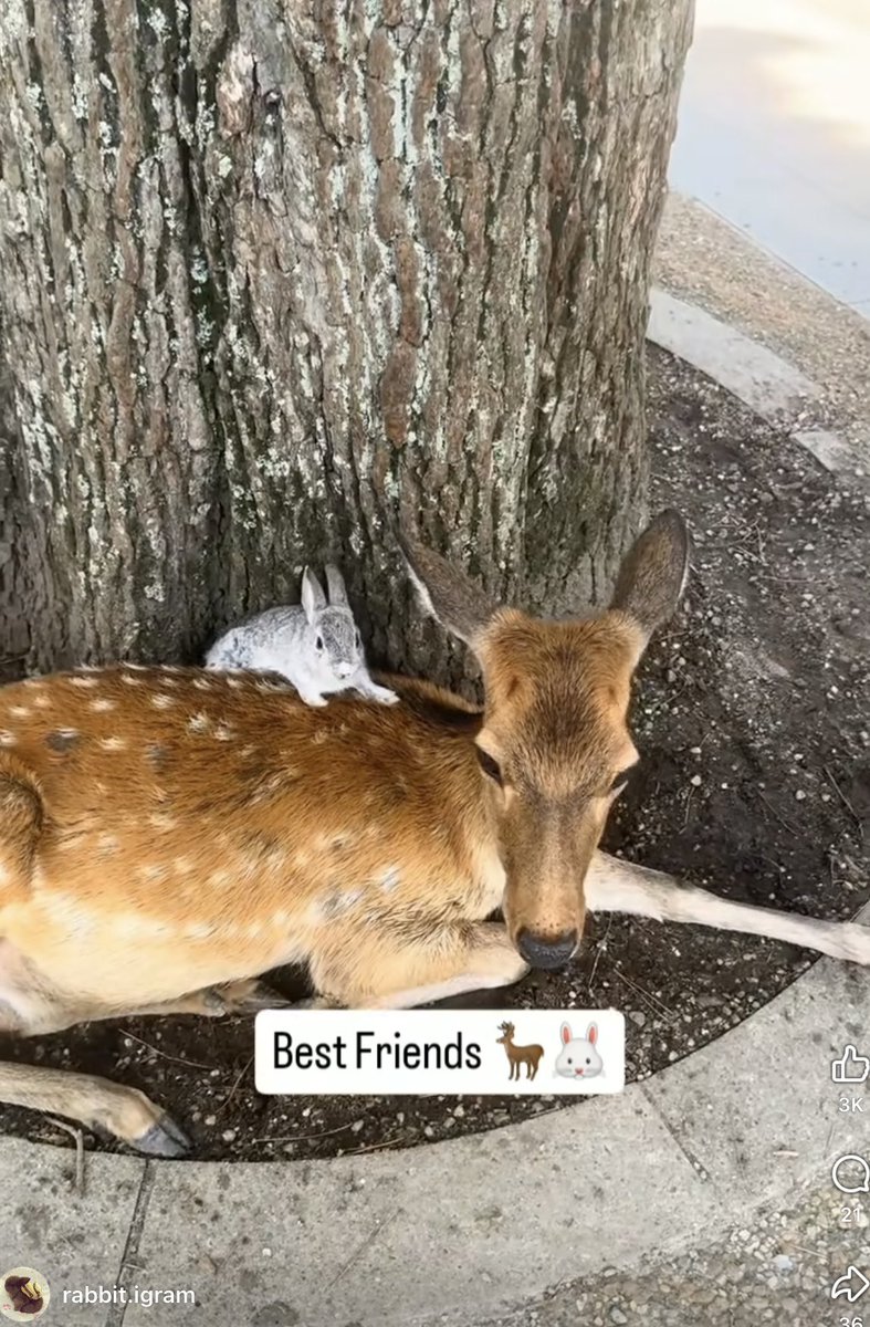 Best friends. (Binkybunny.com thanks rabbit.igram.) rabbitrabbitrabbit