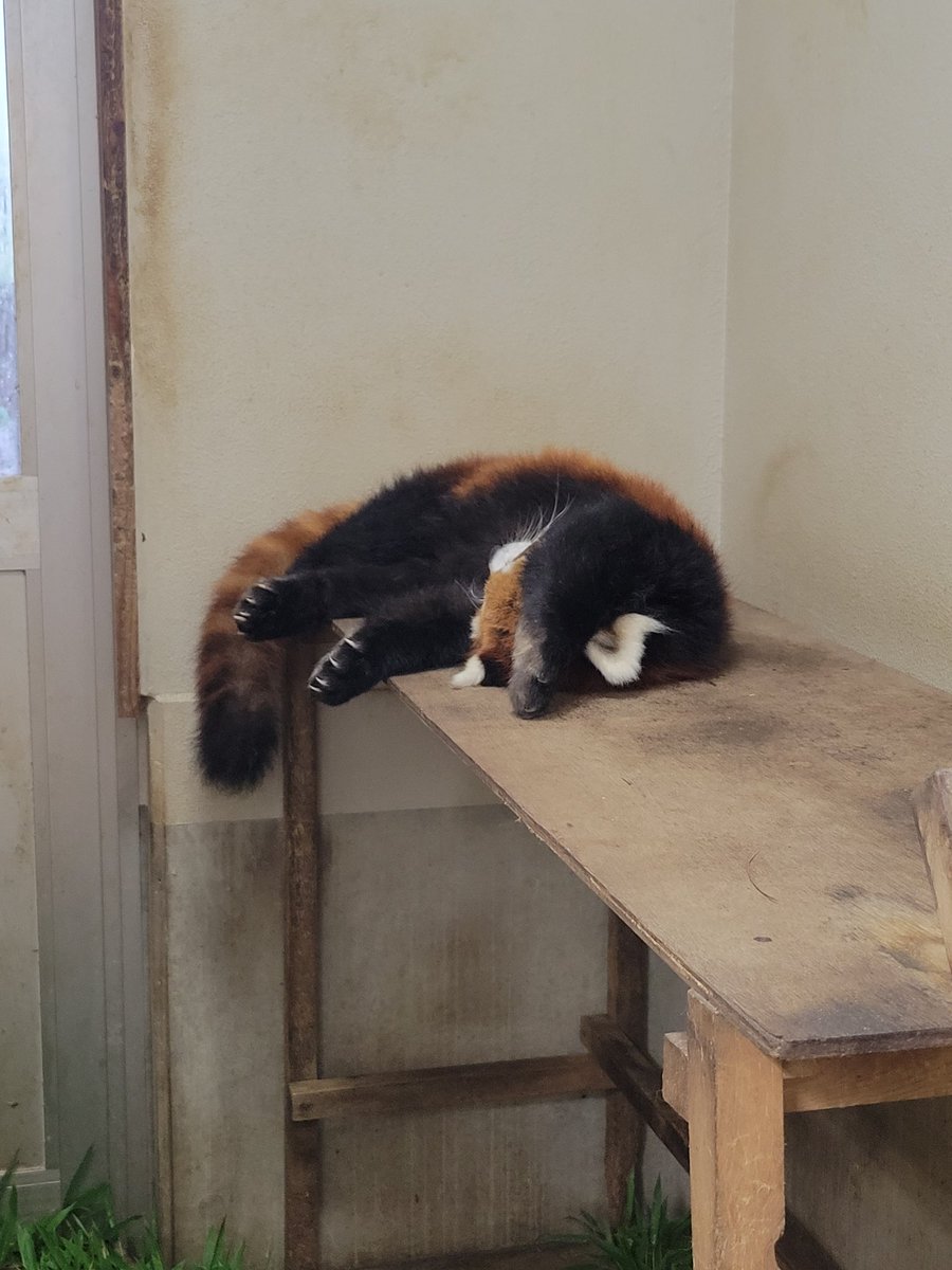 chausuyamazoo's tweet image. ご飯を仲良く食べるキントキくんとキナコちゃん💕

写真2枚はまったりなエイサクくん❣️

#茶臼山動物園
#城山動物園
#レッサーパンダ
#キナコ
#キントキ
#エイサク