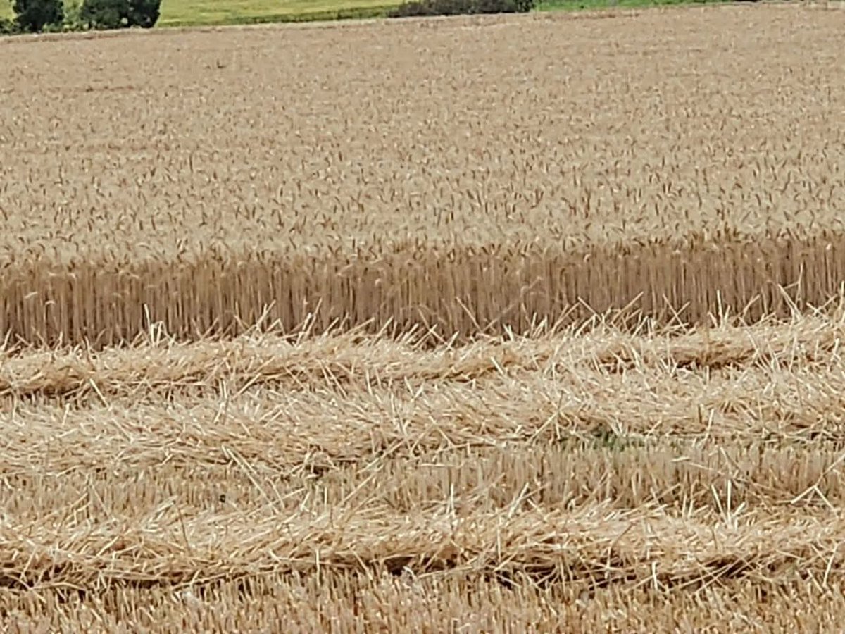 VulindlelaNdab2's tweet photo. 🌾 Matabeleland North has surpassed its winter wheat harvest targets, with 2500 hectares cultivated! The success is credited to solid planning and coordinated government support as farmers begin harvesting #WheatHarvest #MatNorth #AgricultureSuccess #Zimbabwe @agribusiness110 https://t.co/avUScMwNh7