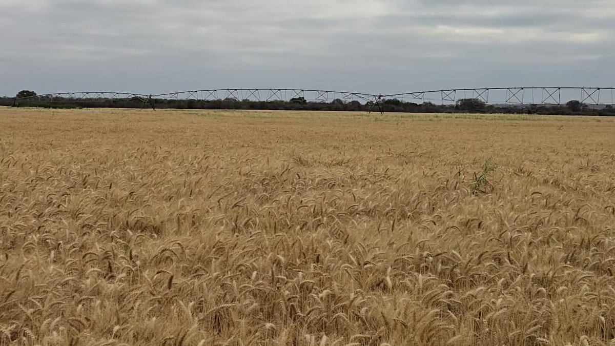VulindlelaNdab2's tweet photo. 🌾 Matabeleland North has surpassed its winter wheat harvest targets, with 2500 hectares cultivated! The success is credited to solid planning and coordinated government support as farmers begin harvesting #WheatHarvest #MatNorth #AgricultureSuccess #Zimbabwe @agribusiness110 https://t.co/avUScMwNh7