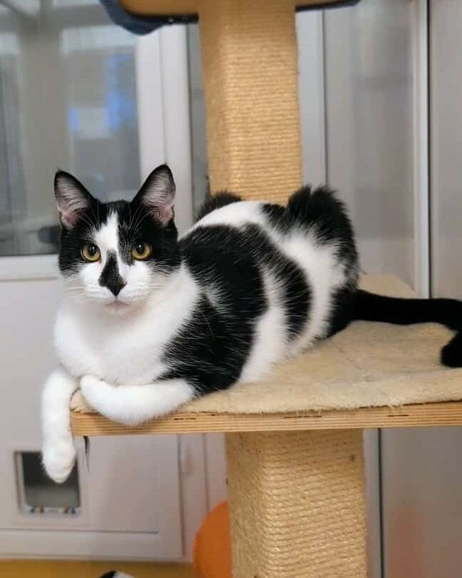 Coventry Cat Group tweet media