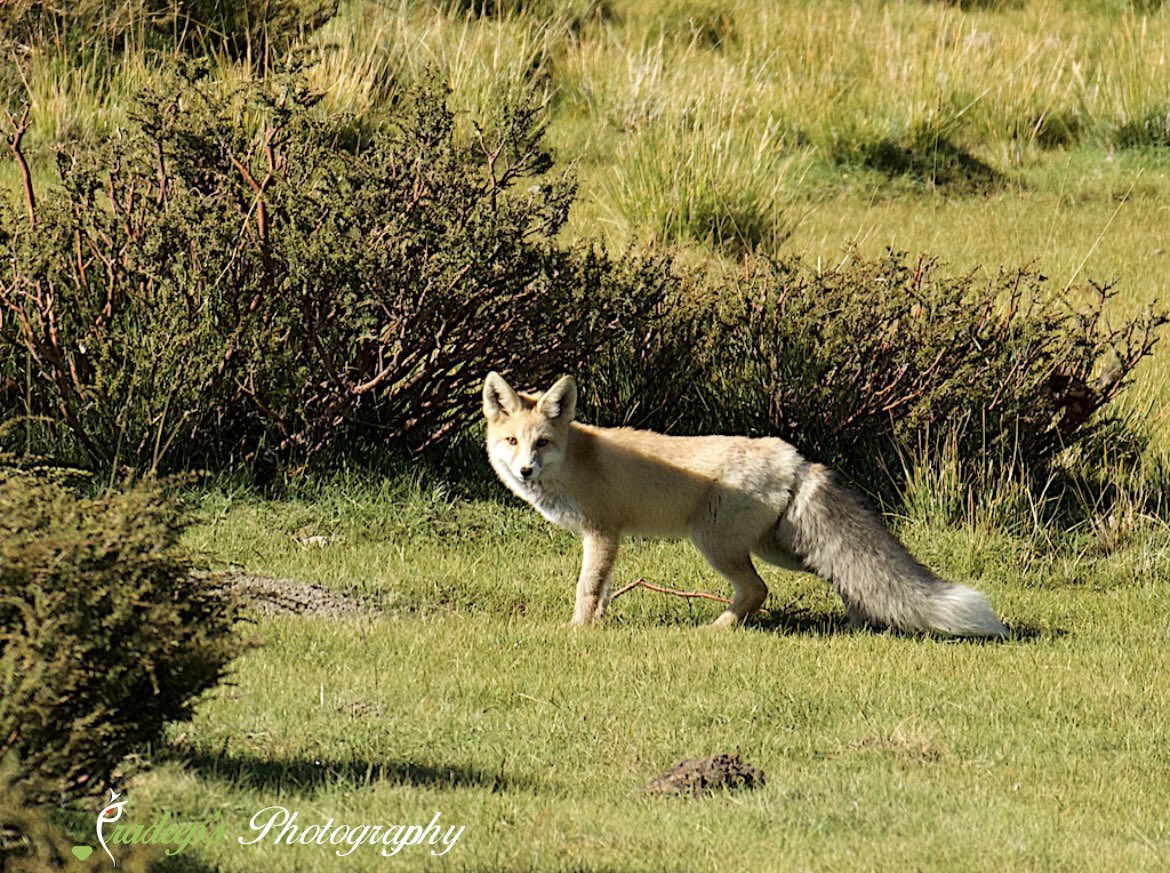 Pradeep39914647's tweet image. After the elusive Pallas’s cat we also saw the beautiful Red fox 🦊 as well 😎
#redfox 
#tigerpradeepsingh #tigersafariwithpradeepsingh #pradeepswildlifeexpeditions #tigerprasangsingh #tigerrudraveersingh #indianwildlifeexpeditions #netgeowild #nationalgeography #nature_obsession