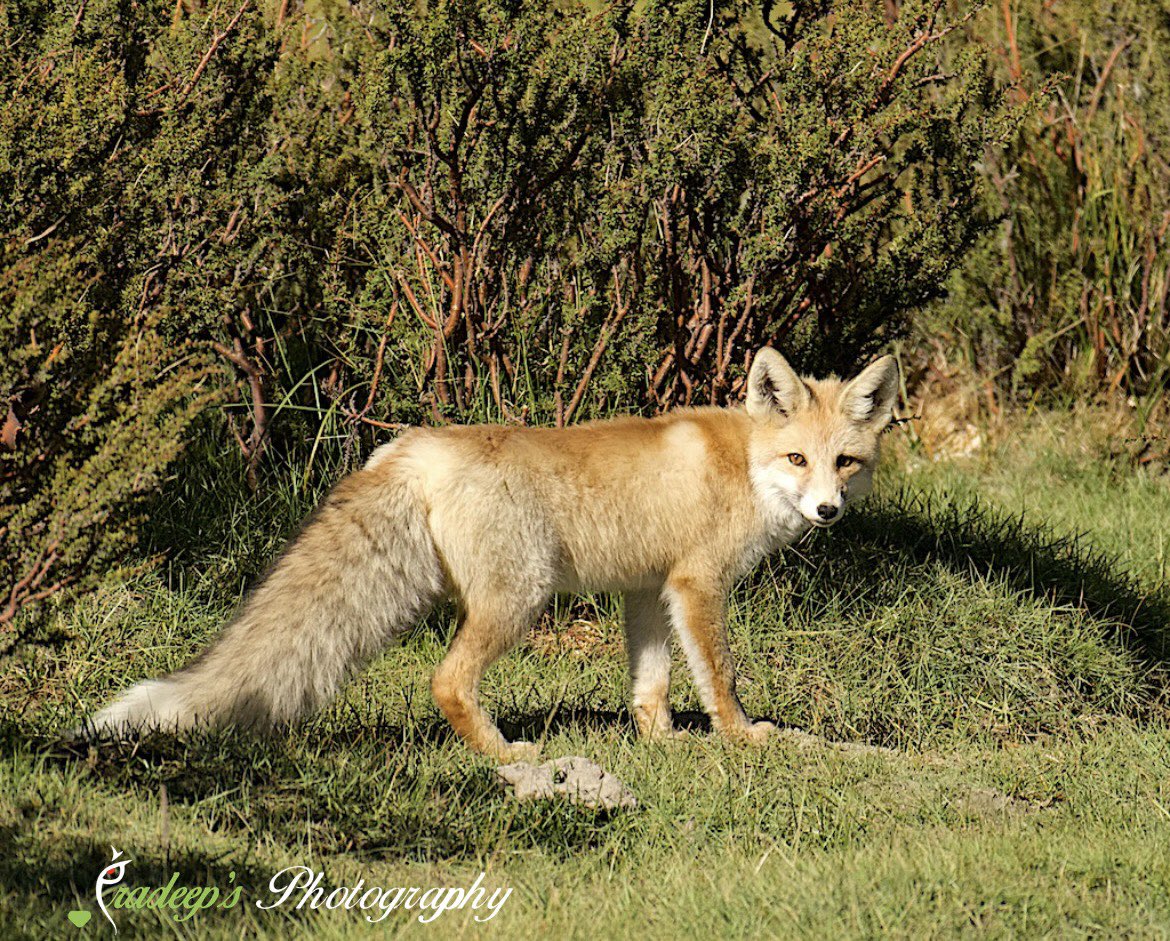 Pradeep39914647's tweet image. After the elusive Pallas’s cat we also saw the beautiful Red fox 🦊 as well 😎
#redfox 
#tigerpradeepsingh #tigersafariwithpradeepsingh #pradeepswildlifeexpeditions #tigerprasangsingh #tigerrudraveersingh #indianwildlifeexpeditions #netgeowild #nationalgeography #nature_obsession