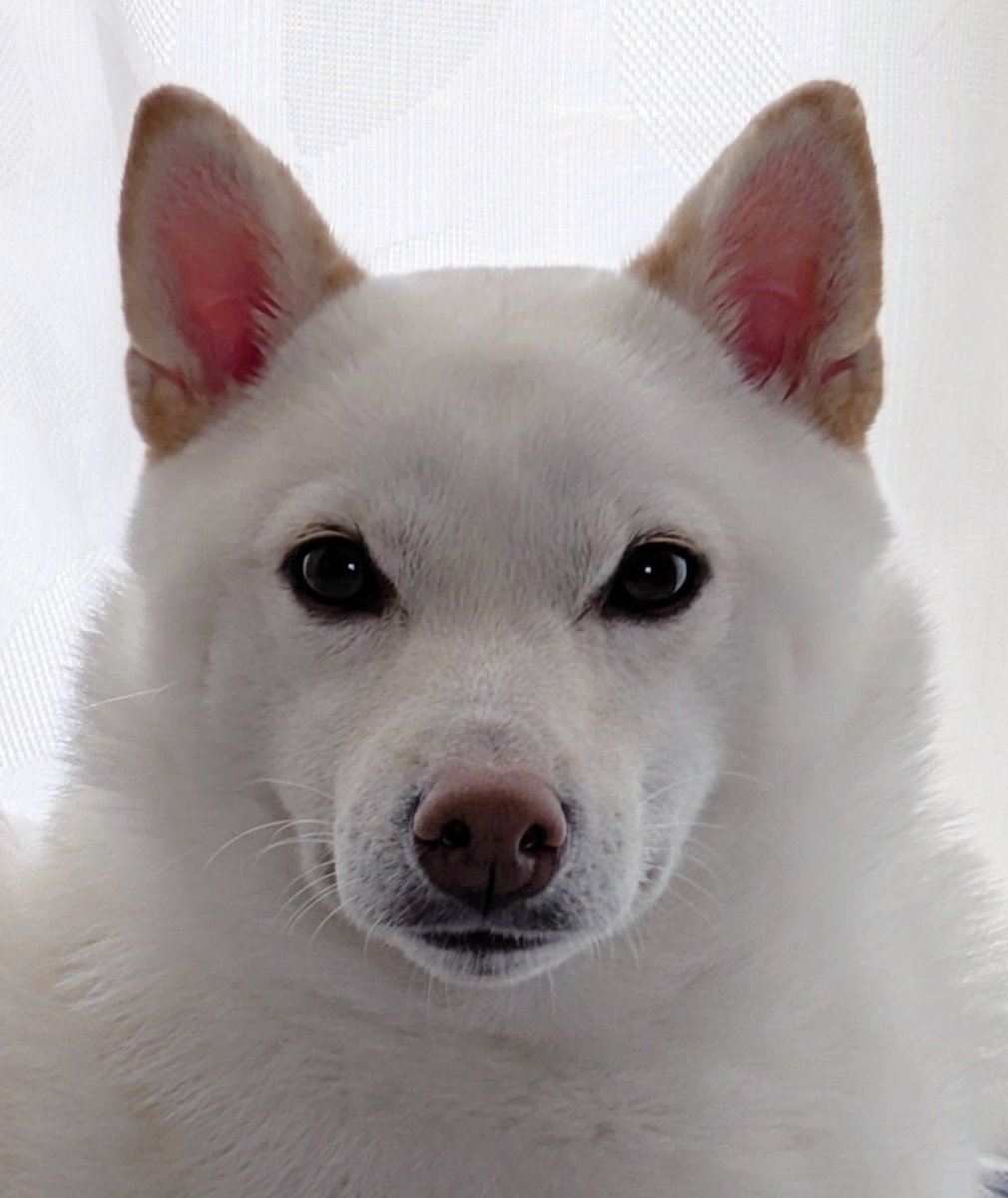 shiba_manmaru's tweet image. 証明写真を撮りに来た犬