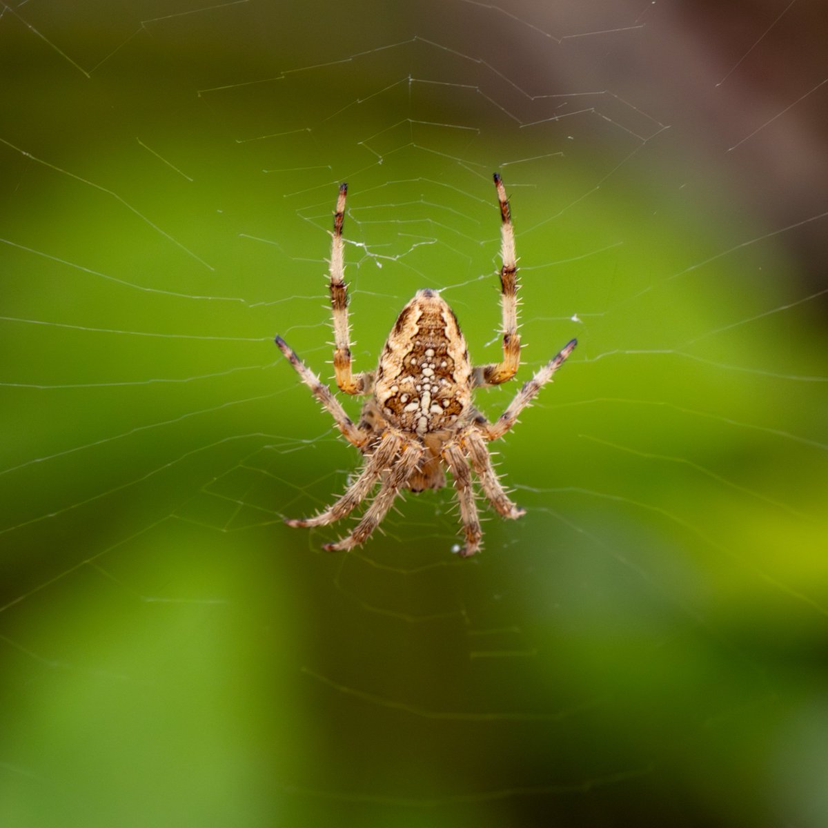 Data_BirdMan's tweet image. Spotted close to where I live, 𝐆𝐚𝐫𝐝𝐞𝐧 𝐒𝐩𝐢𝐝𝐞𝐫 (𝐴𝑟𝑎𝑛𝑒𝑢𝑠 𝑑𝑖𝑎𝑑𝑒𝑚𝑎𝑡𝑢𝑠)