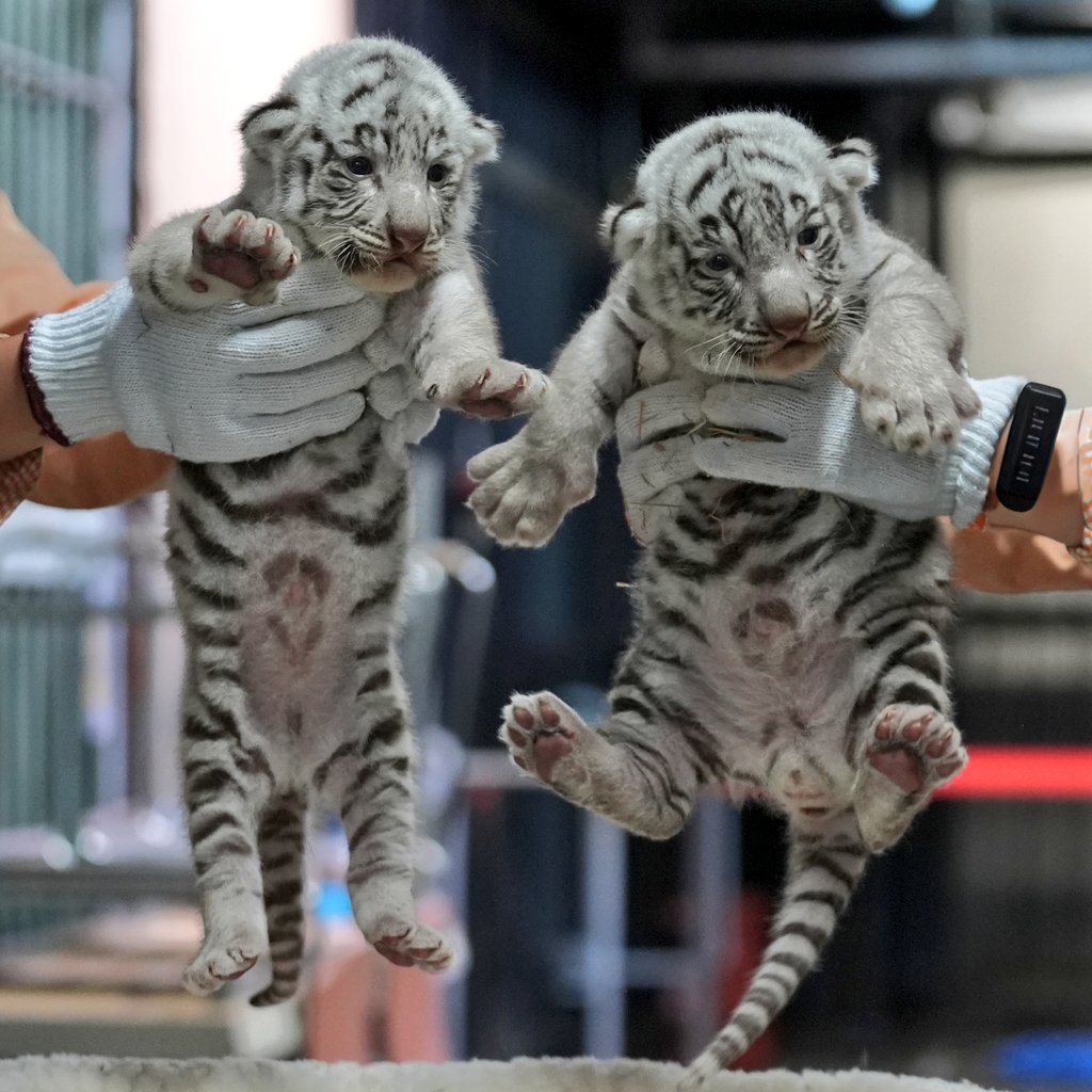 ツキとシグレ。
まだまだ赤ちゃんだったね
📷️2024.9
#ホワイトタイガー
#伊豆アニマルキングダム