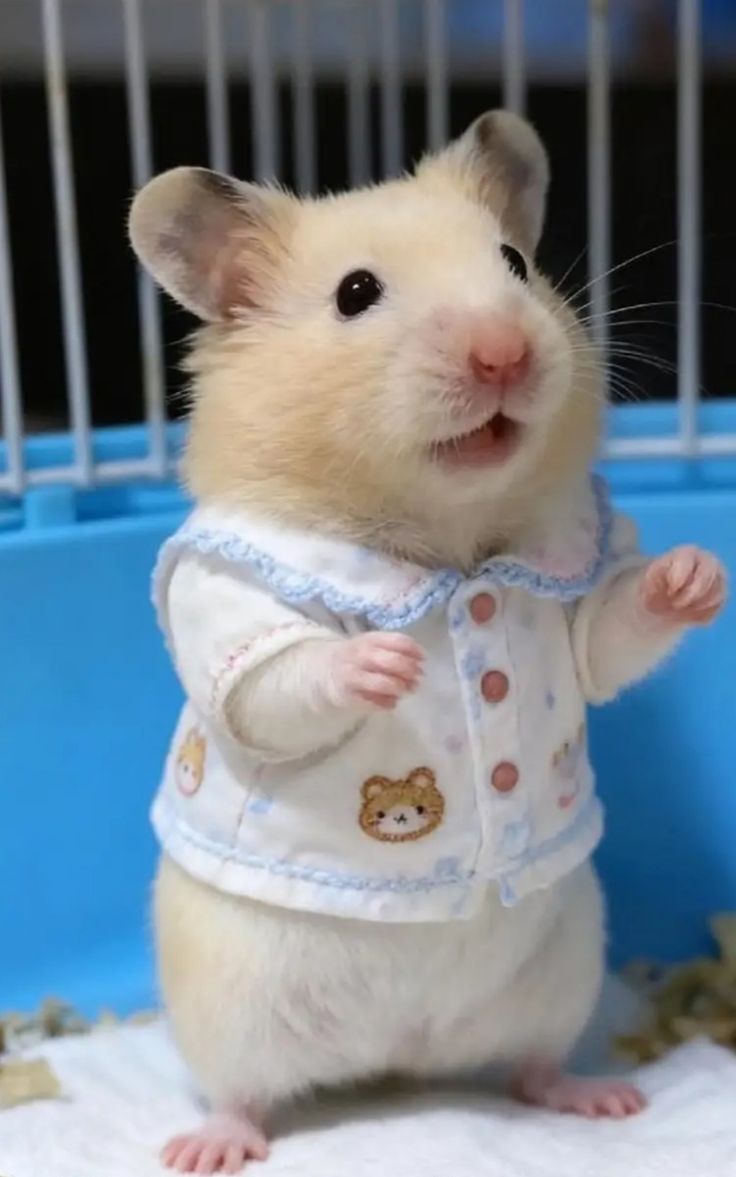 TweetsOfHamster's tweet photo. https://t.co/pUbdEdhRi0