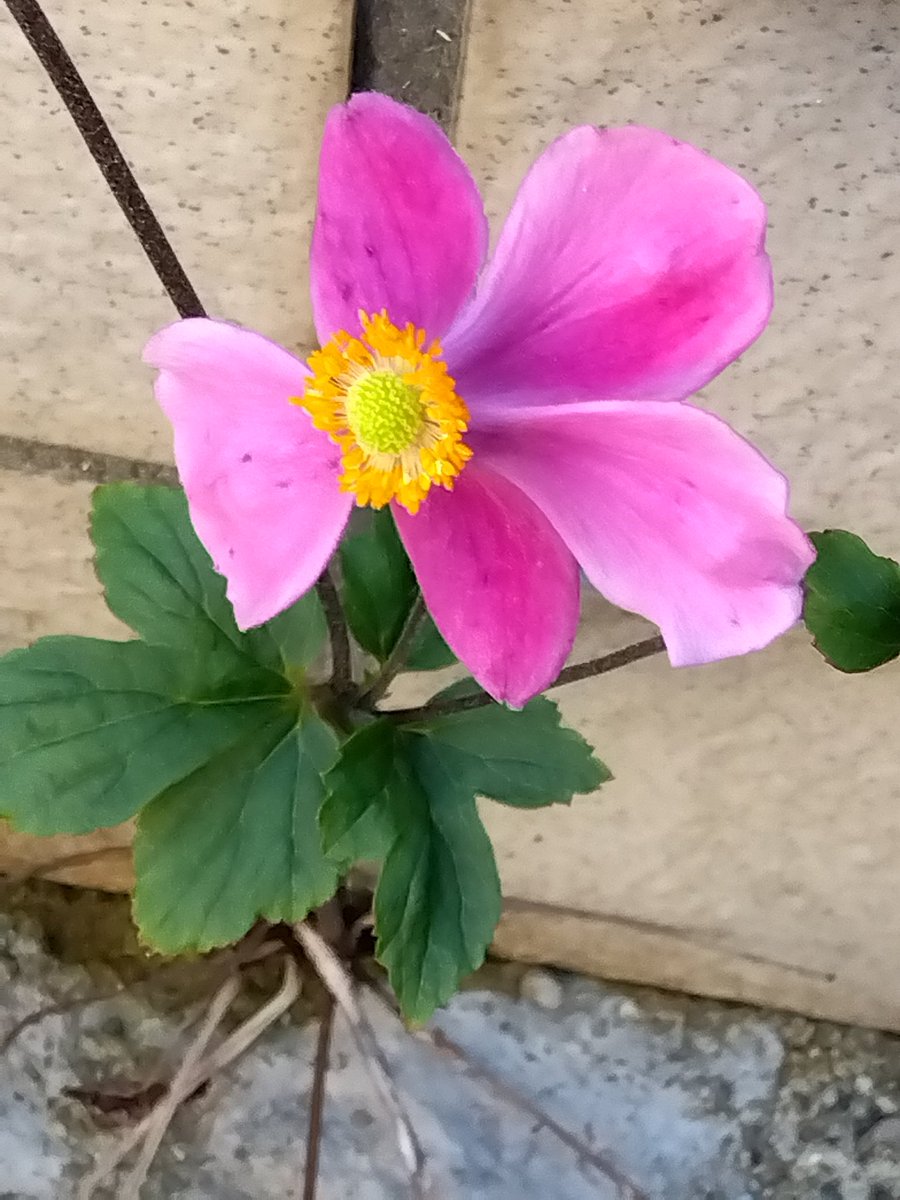 秋も深まり朝は寒いくらいになりました。
体調管理に気をつけて素敵日々をお過ごし下さいね(⁠｡⁠♡⁠‿⁠♡⁠｡⁠)