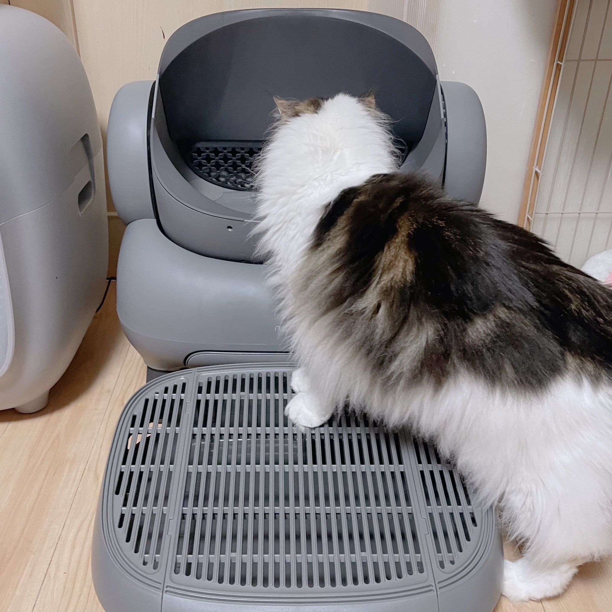 購入前に連絡下さい★猫飼ってます•*¨*•.¸♬︎ 反省文掲げた猫シリーズ…