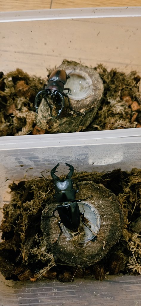 10月になりましたね🍂
夏も終わり採集や観察が出来なくなるのは寂しいな…

我が家の虫たちはまだまだ元気♪
☆になってしまった子もいるけど採集したミヤマや保護したカブトムシ、子孫を残した子たちもまだ元気だし１日でも長く生きてほしいな✨

皆さま今月もよろしくお願いします♪