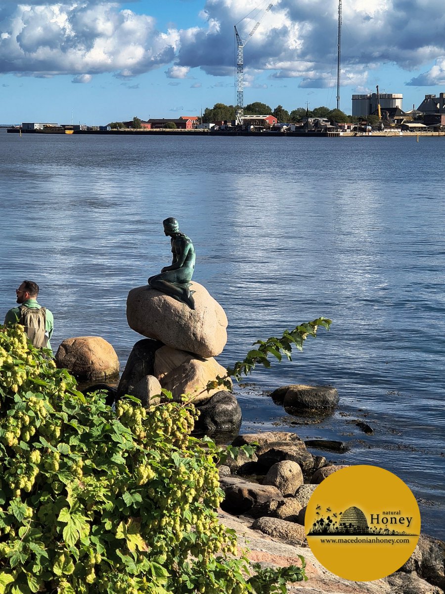 Last week at Apimondia 2025, I captured this moment of urban biodiversity thriving in Copenhagen. A great reminder of how vital these pollinators are to our ecosystems, even in a city setting. #Apimondia2025 #Copenhagen #Biodiversity #Bees