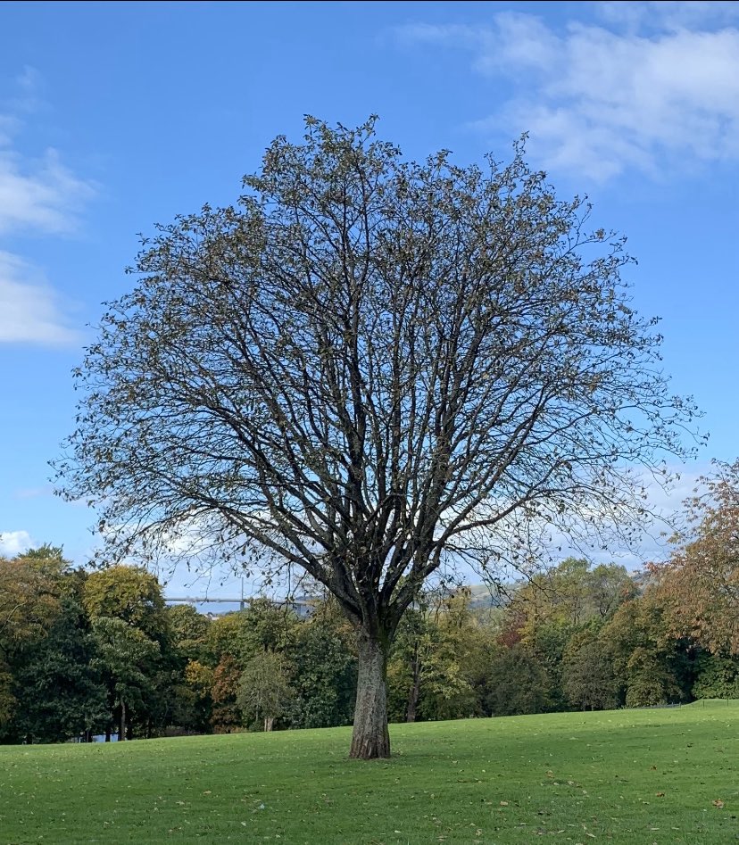 DonaldDorman's tweet image. ‘Self Portrait’

1st Day October 2024

#trees #conversations #conduit 
#nature #NatureLovers #NaturePhotography #naturalmystic 
#treehugger #treepeople