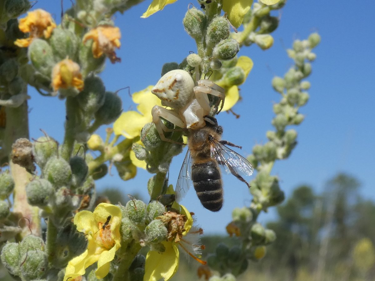 #foto_sociosSEEA ganadora del mes de OCTUBRE en el Concurso SEEA 2025. Colgando en tus manos. Luis de Pedro Noriega