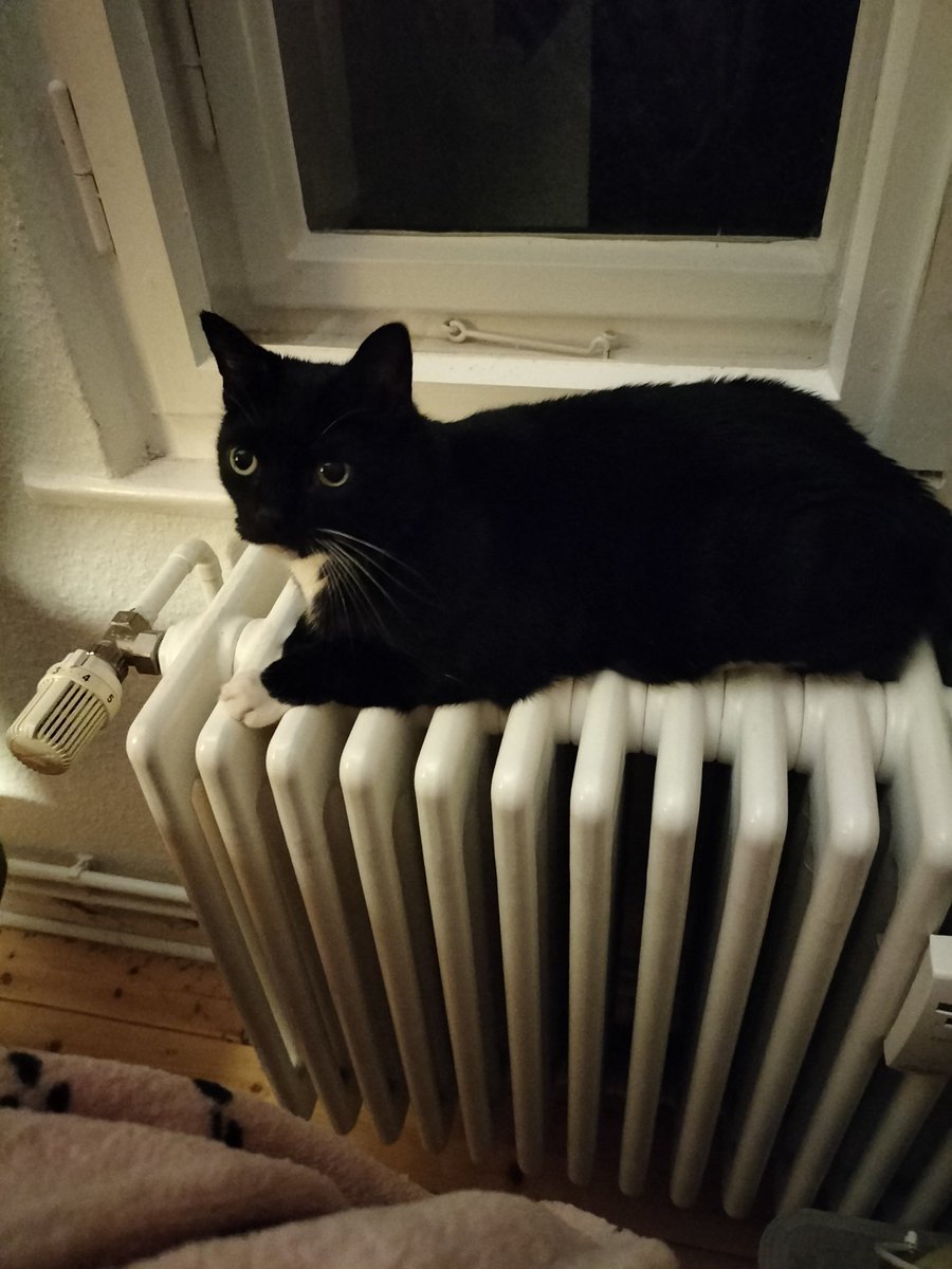 Endlich ist die Heizung wieder an!
😀🐾🐈‍⬛