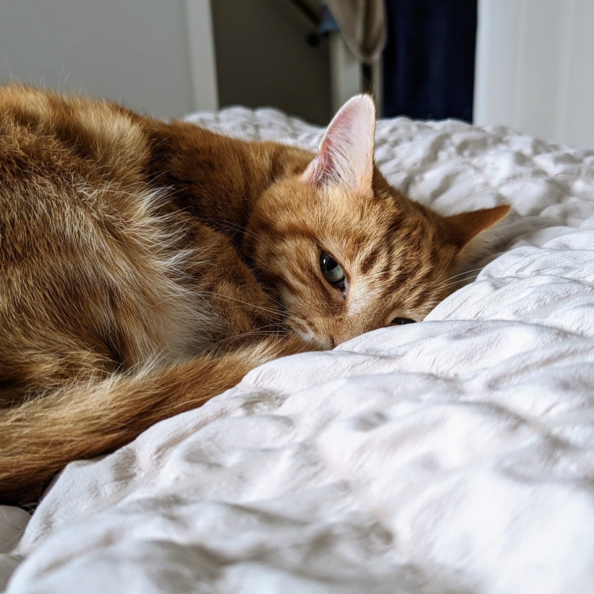 CatsProtection's tweet image. Life is always busy, but spending time with your cat to ensure they are entertained is so important, especially if they are an indoor cat. Here are six ways you can help build an even stronger bond with them: spr.ly/BondWithYourCat 😺