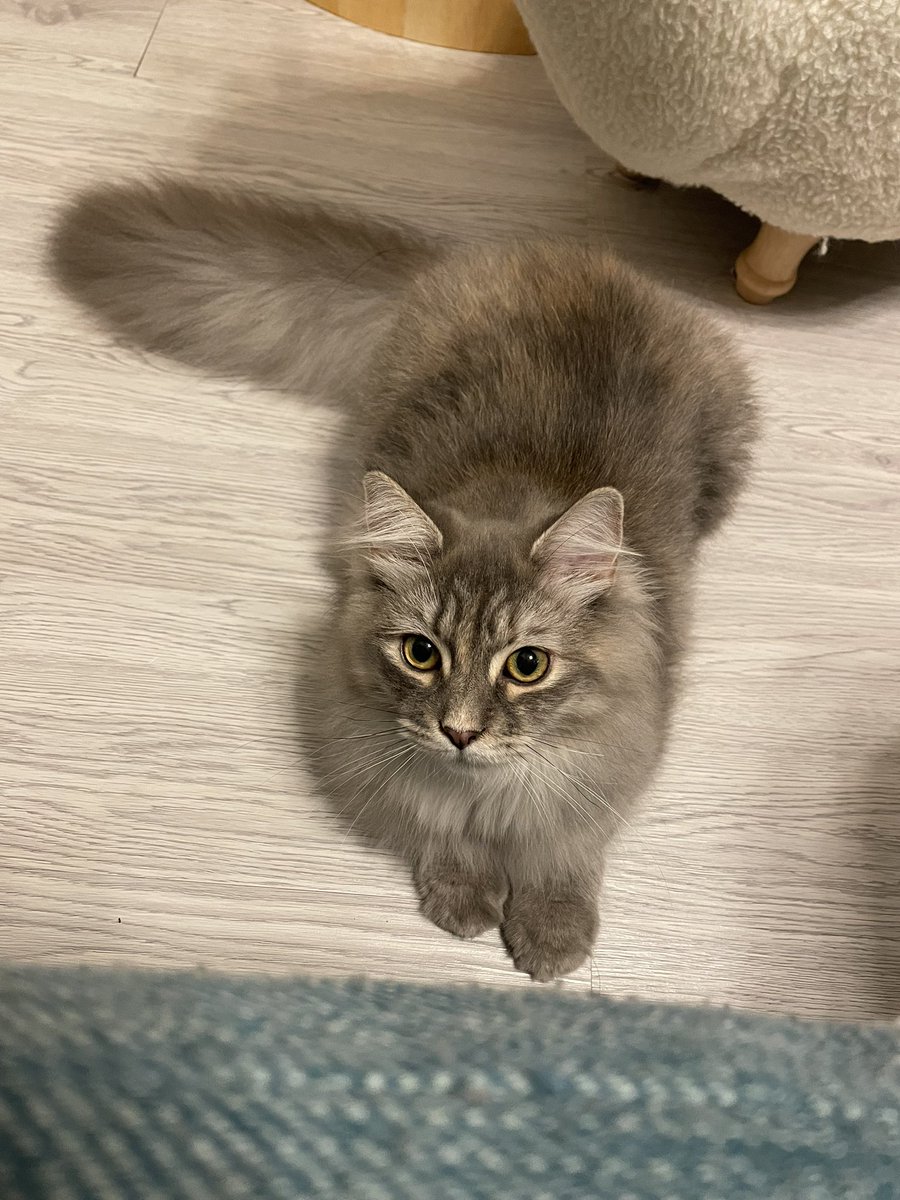 「遊べ〜〜‼️」

#きょうのチーノ #猫のいる暮らし