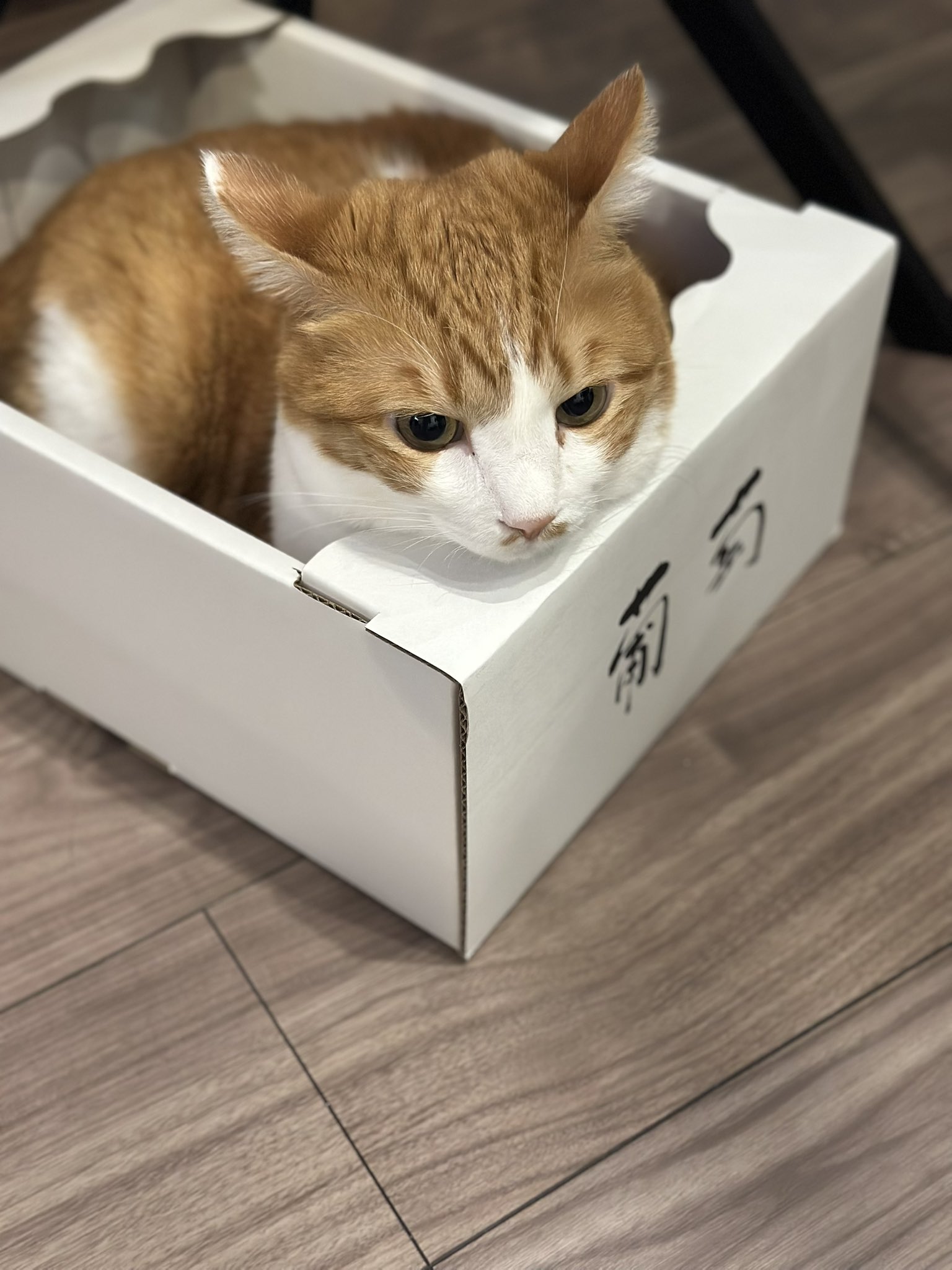 sa11y ねこ渋滞 on X: 