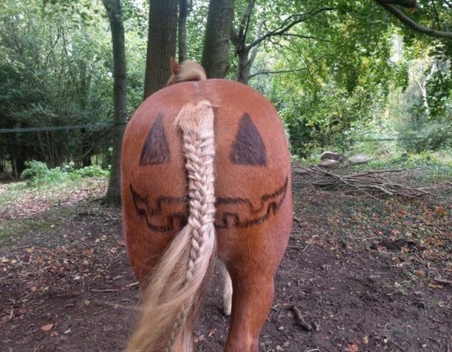 horseimage's tweet photo. horsetober is here https://t.co/kDxBdvf1fT