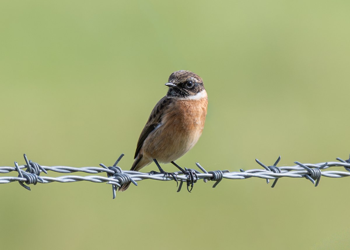 Brian Gallagher tweet media