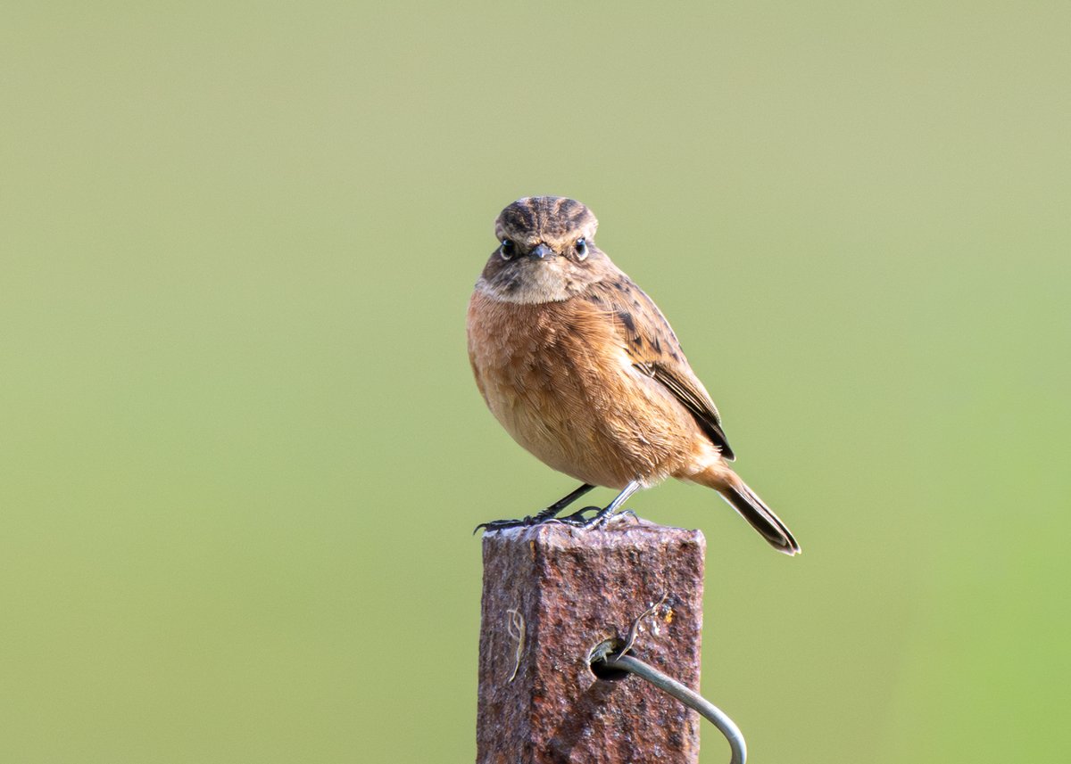 Brian Gallagher tweet media