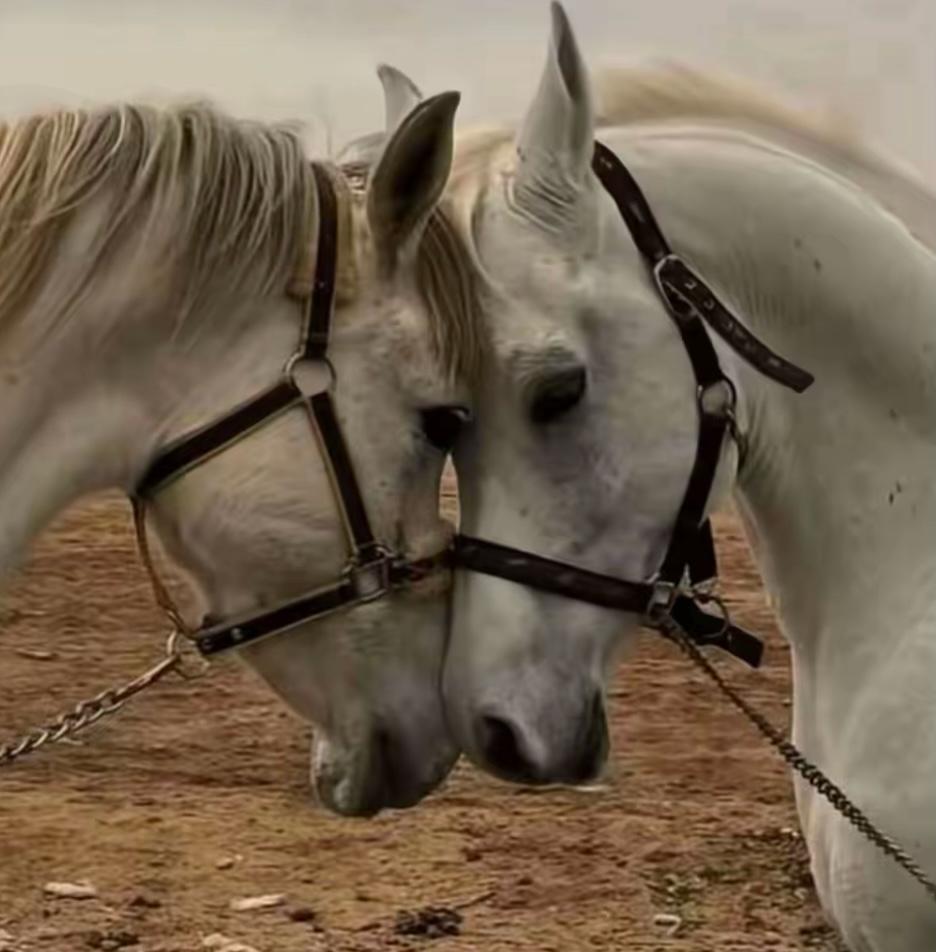 كـنه/ 
 يقول ابطيت عني و احاتيك
اشرح"لي اسباب البطء' لا عدمتك.. 
يقول/
لا تحسبني " مع البطء' كنت ناسيك
الله من ليلً سريت و سهرتك.. 
#محاكاة_صورة
#خرابيش
ــــــــــــــــــــــ,ــــــــــ💛💙