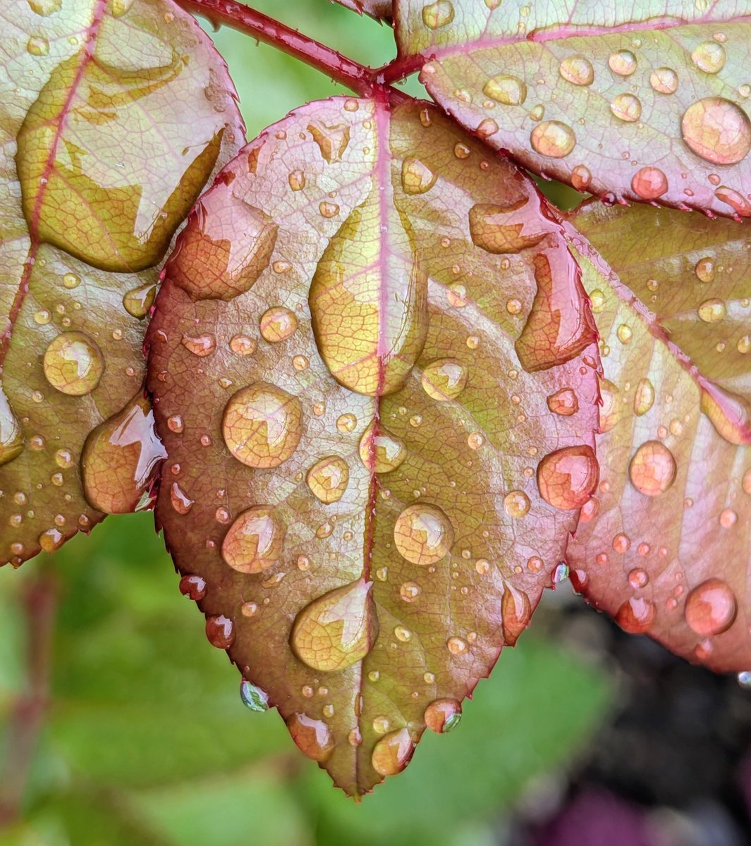 Tiny microscopes with raindrops on the rose bush leaves
#weatherpic
#rose
#raindrops
#kingstonuponhull
<a href="/ThePhotoHour/">#ThePhotoHour</a>