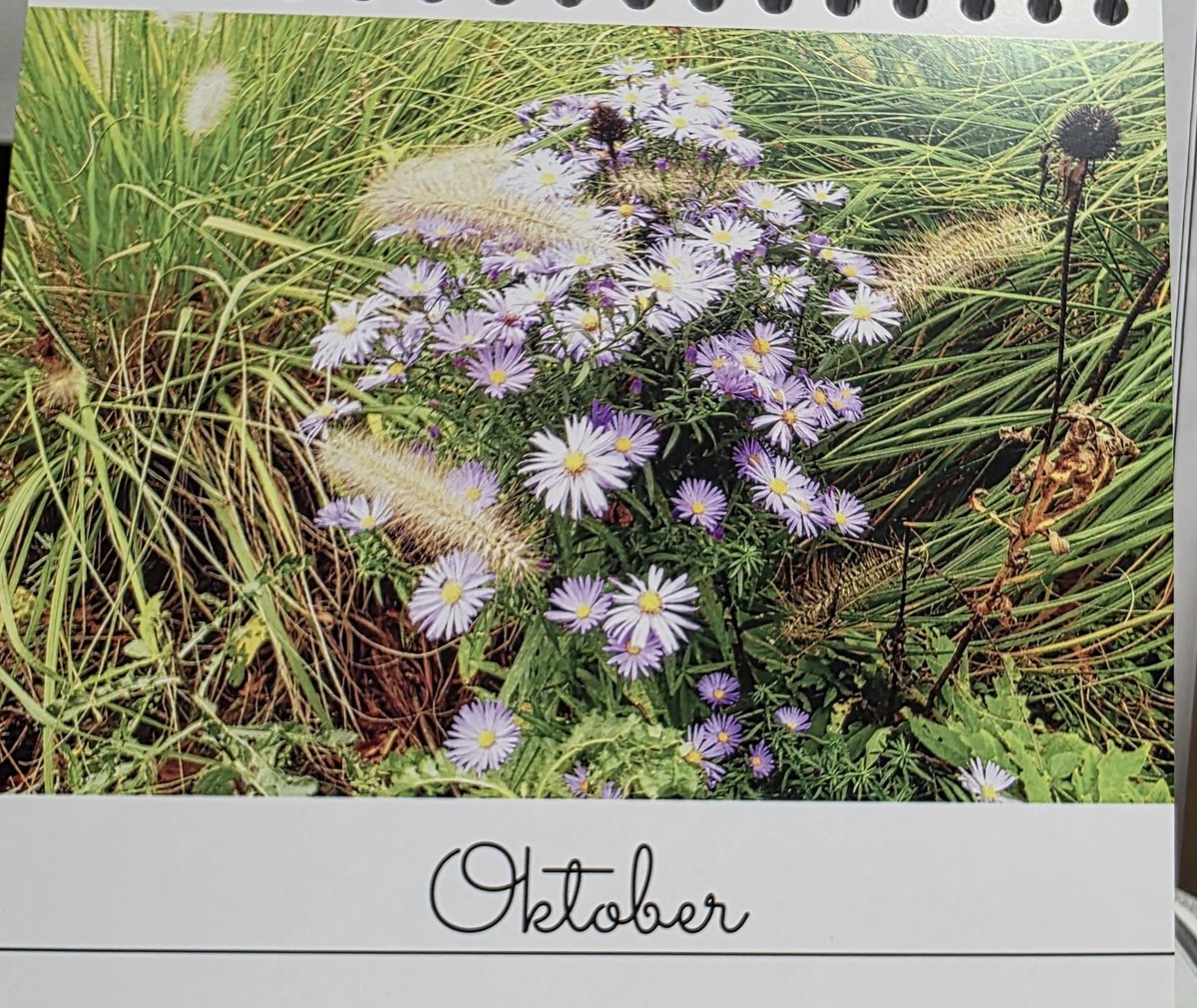 rotemohnblume's tweet image. Hello #October ❤️
My favourite #season
My favourite #month

Danke schön, liebe @wortgestalten und lieber @wortagent 🫶🏽