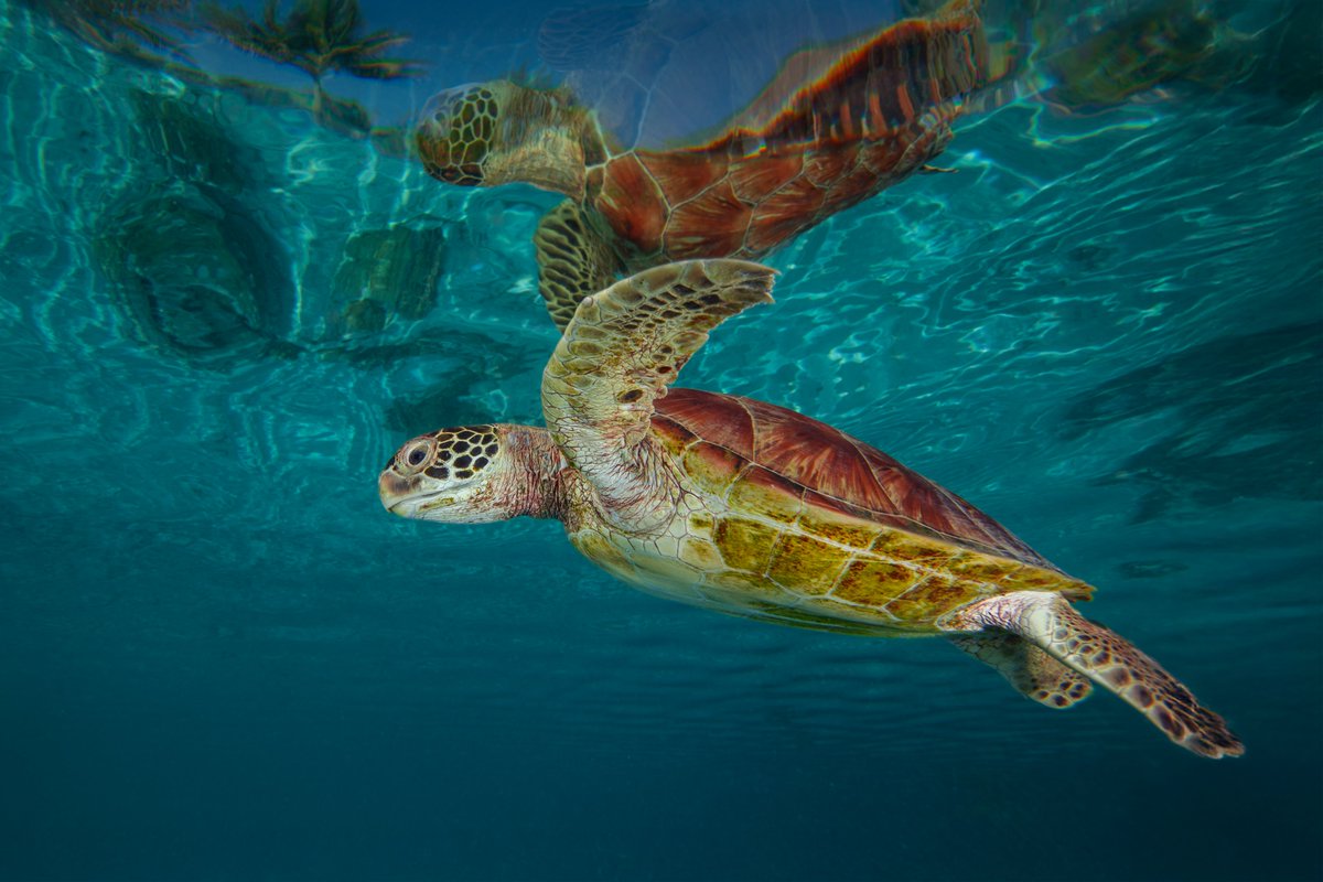 Escape to Nature tweet media