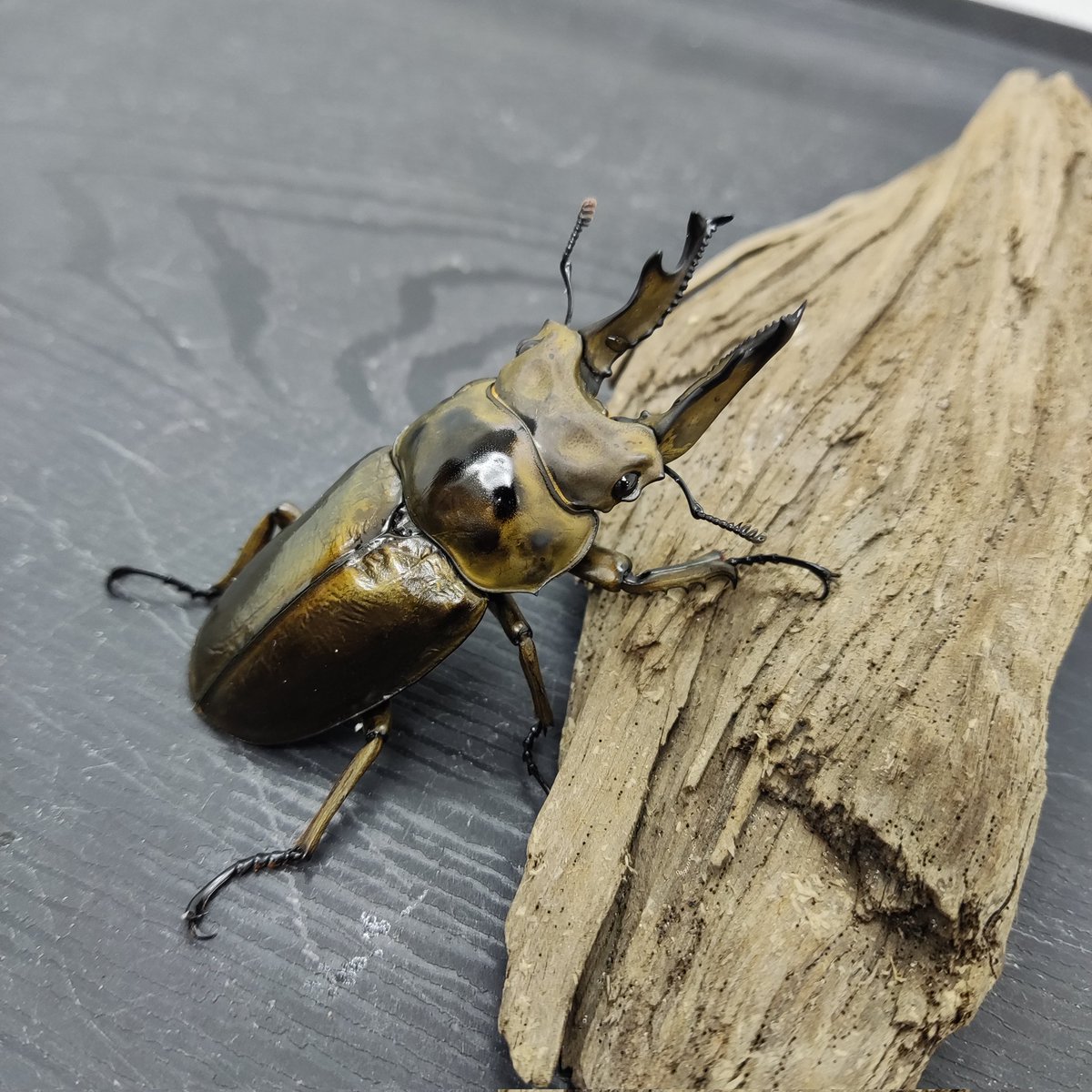 カブクワshopｰMKｰ (@shop_MK_) / X