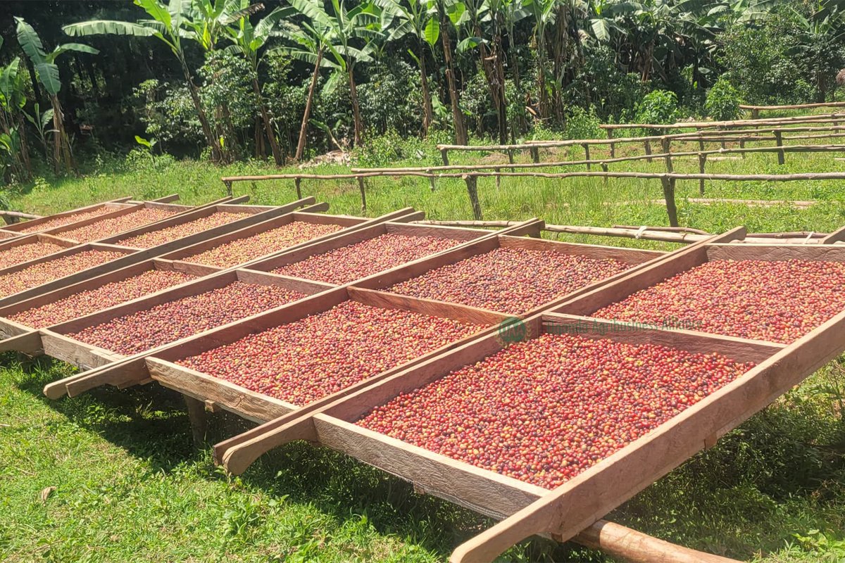 Happy #WorldCoffeeDay!
For many smallholder coffee farmers, the end of the harvest season is followed by months of income instability.
We can help farmers thrive as year-round agripreneurs, by supporting them in crop diversification and value addition.
#CoffeeFarmers