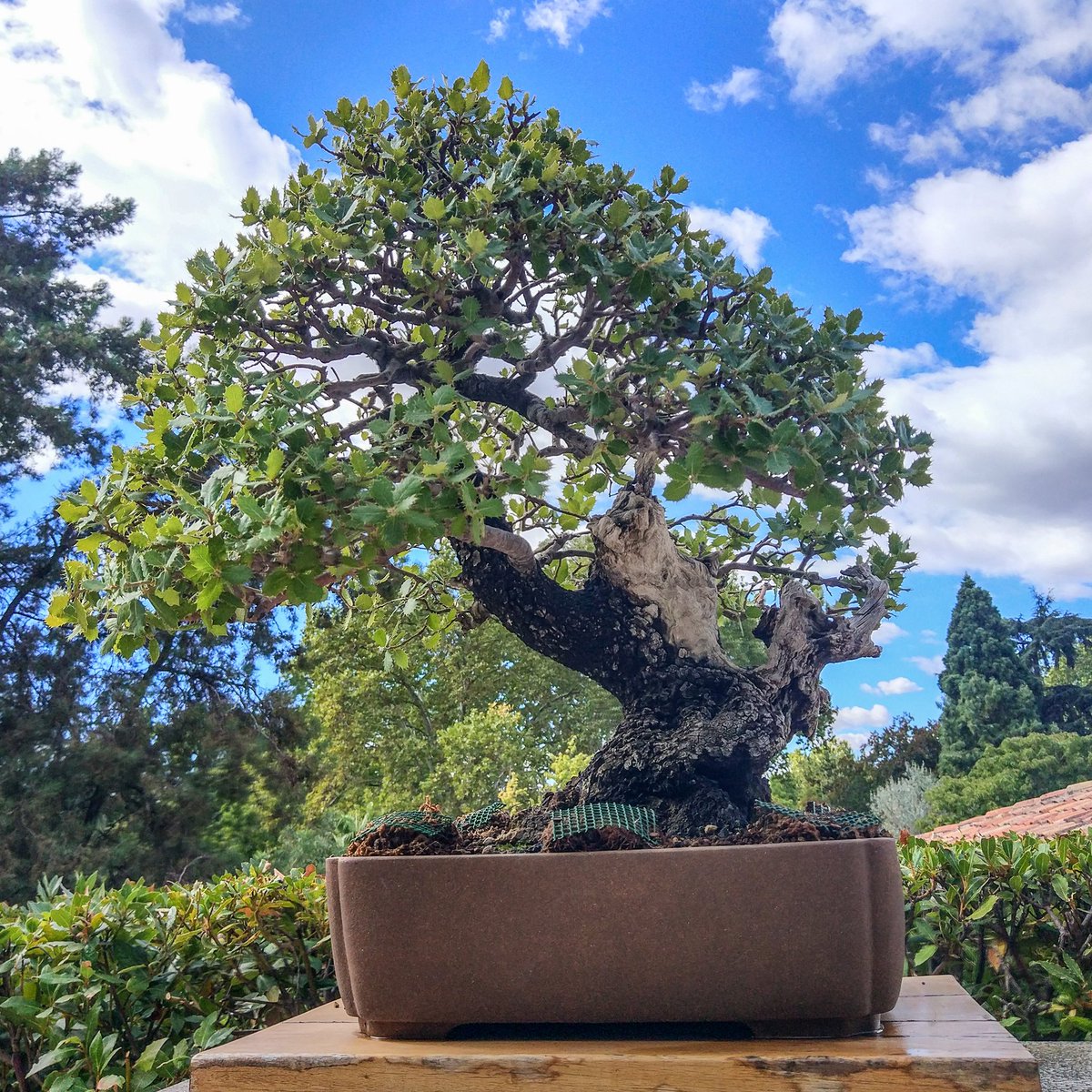 Dedicamos #octubre en #12plantas12meses a la colección de bonsáis del <a href="/RJBOTANICO/">REAL JARDÍN BOTÁNICO</a> <a href="/CSIC/">CSIC</a>.
Nacida en 1987 ydonada al <a href="/CSIC/">CSIC</a> en 1996 por Felipe González, se exhibe en el RJB desde 2005. Hoy en día reúne 105 ejemplares de especies asiáticas, europeas e ibéricas 
#270aniversariorjb