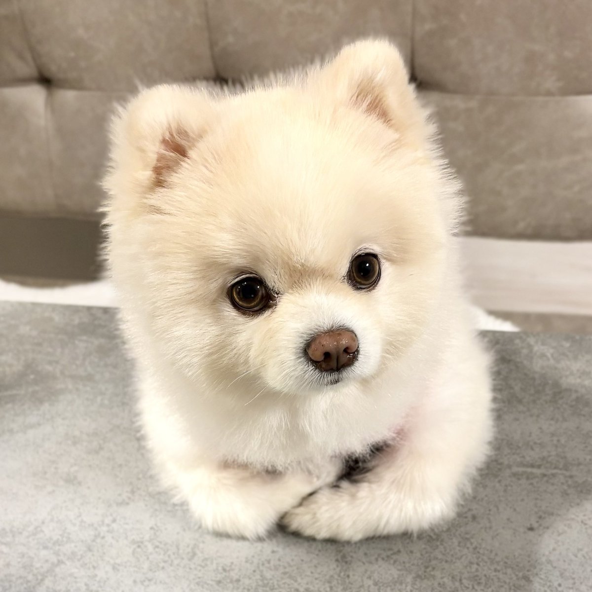 おやすみなさい…って言いたいけど、
ぼくの夜食タイムはこれからです🐶🌙
#犬哲学 #癒しを届けたい