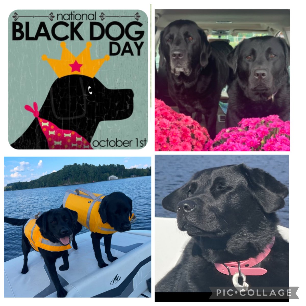 LisaMcilmoyle1's tweet image. Happy #October 1st and Happy #NationalDogDay with love from Betty &amp;amp; CharlieRosebud! #BlackDogDay
#WorldBlackDogDay
🐾💕🐾