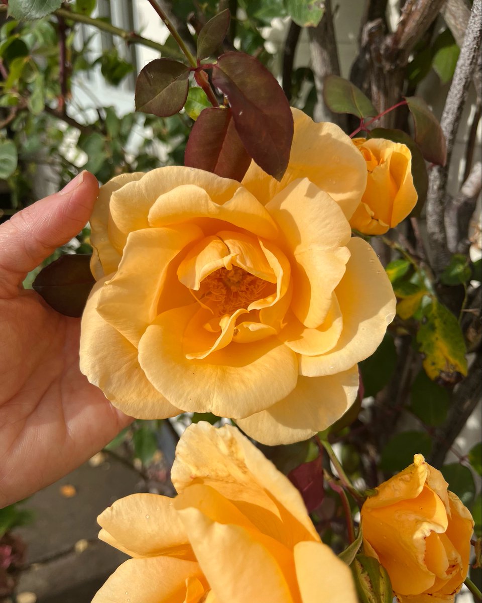 The beautiful, blousey blooms of ‘Lady Hillingdon’… I really love the burgundy colour of the new growth, she’s on my wish list! 💛💚 #RoseWednesday #attheoffice