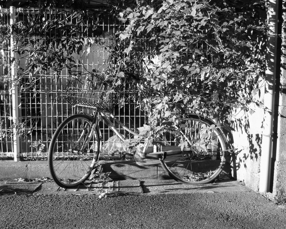 nagi_quiet's tweet image. 蔦に絡まれ、忘れさられた自転車。
#kodakpixpro #fz55