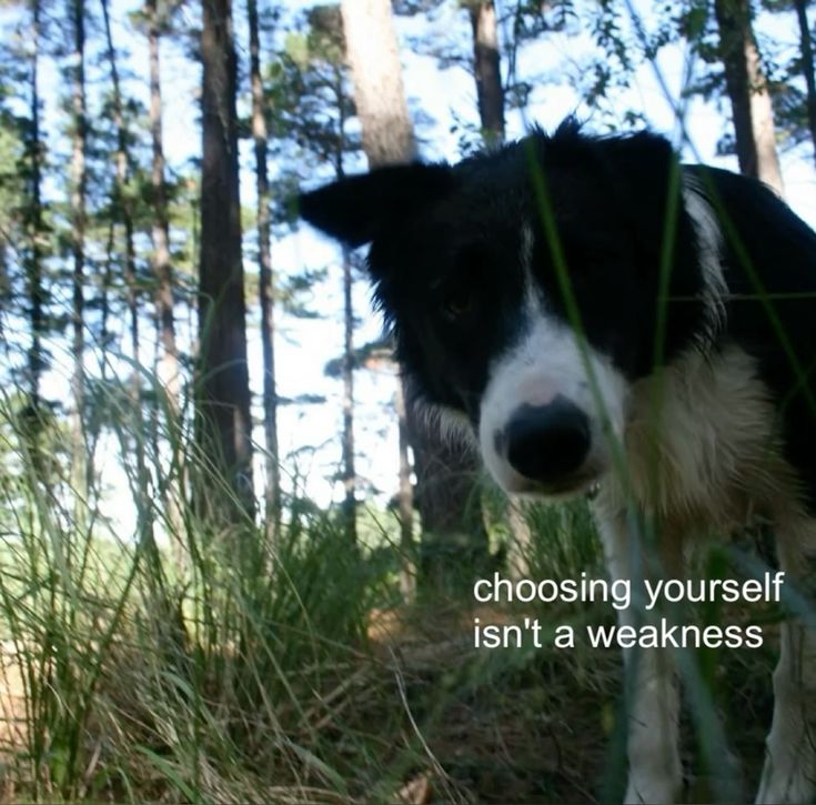 caninepoetry (@caninepoetry_) on Twitter photo 