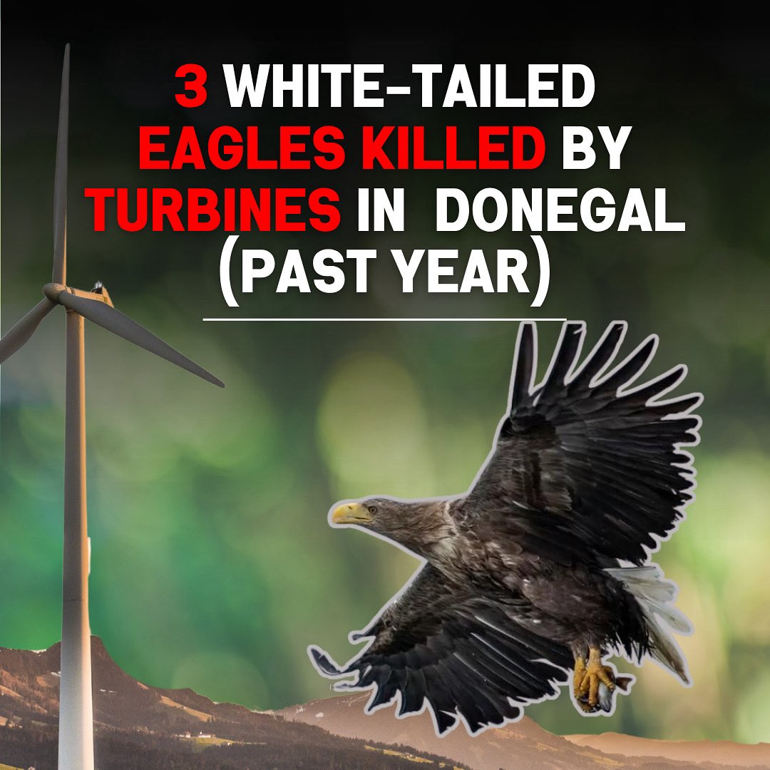 🚨 3 White-Tailed Eagles killed by turbines in Donegal. In just 7 months, 3 White-Tailed Eagles have been killed by turbines in Donegal:
📅 11 Oct 2024 – Meenacloghspar
📅 11 Nov 2024 – Cornacahan Hill
📅 20 May 2025 – Meenacloghspar

At least 2 were satellite-tagged. Once