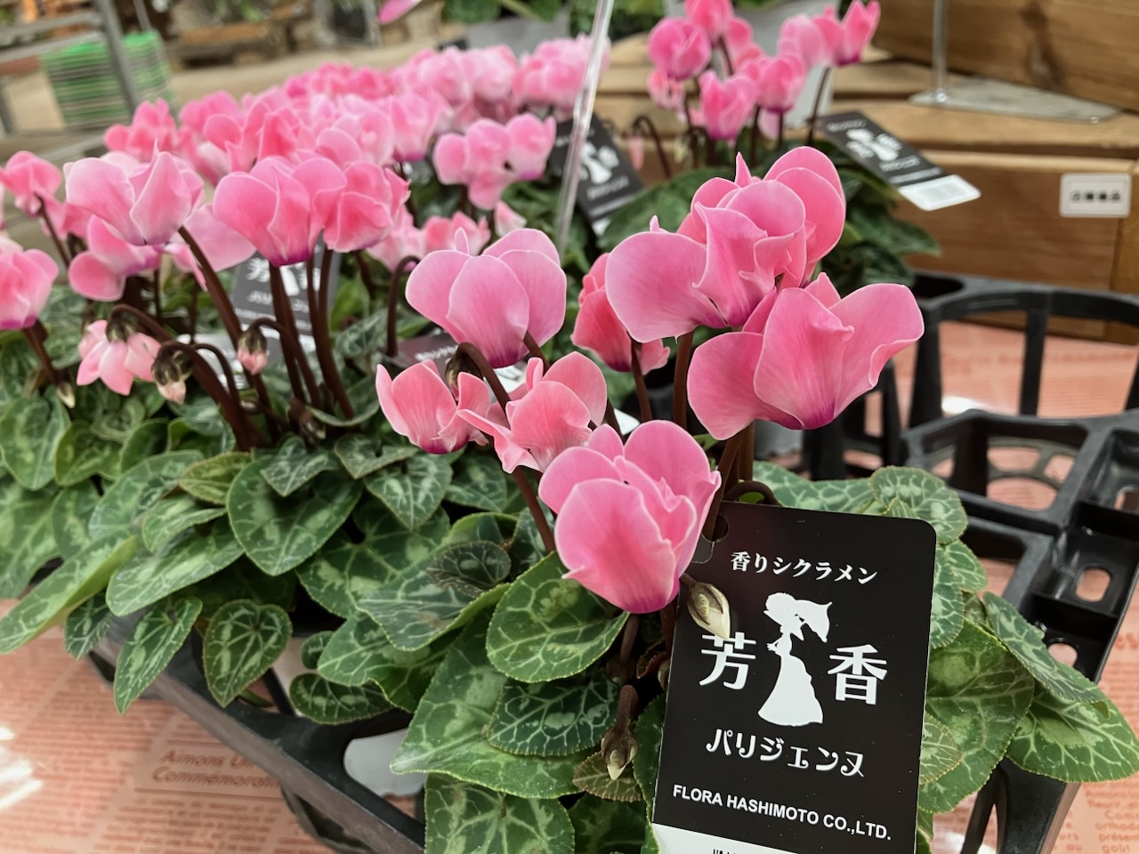 ❣️シクラメンです。２点おまとめ ブルー系シクラメン - البحث / X