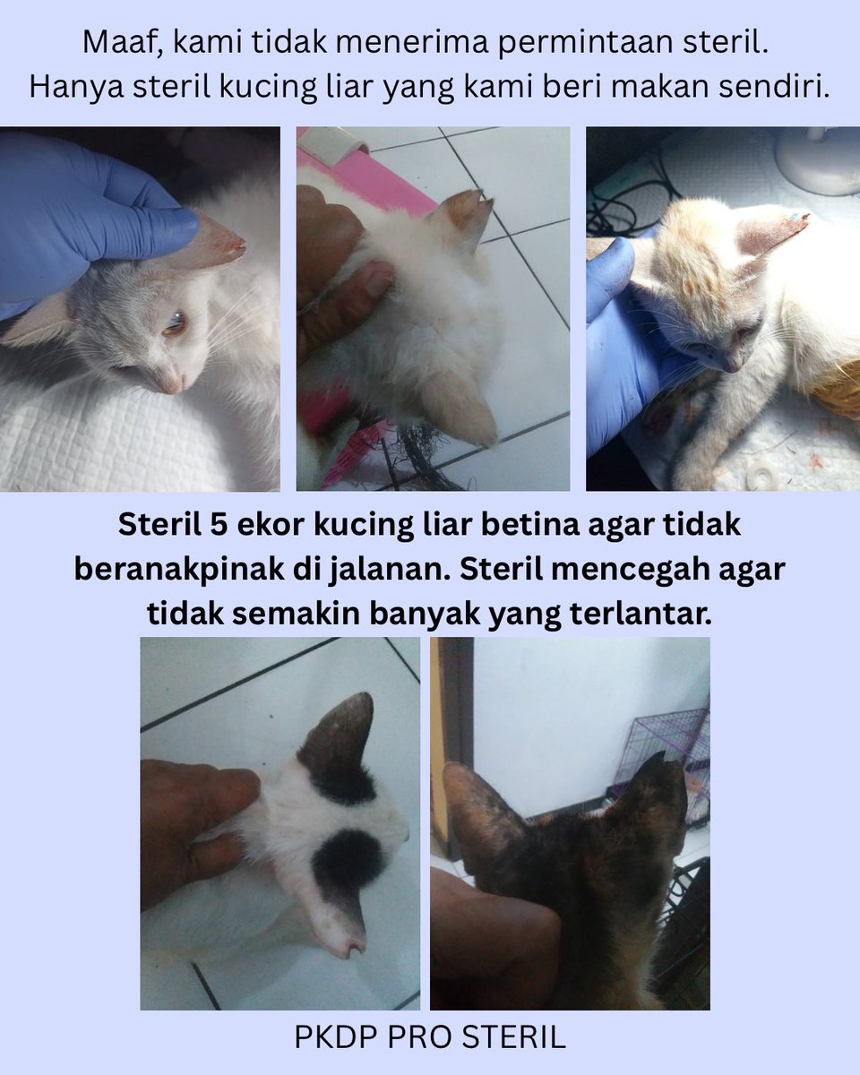 pkdpprosteril's tweet photo. Steril 5 ekor kucing liar betina agar tidak beranakpinak di jalanan. https://t.co/vqeNXRPqco
