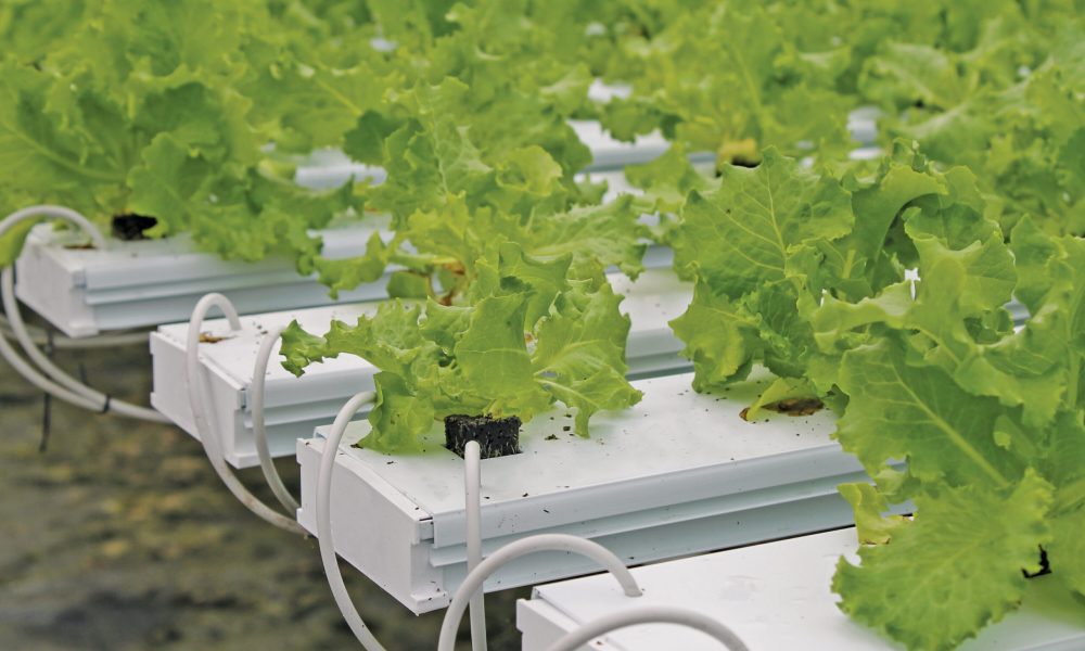 📈 The AI in Hydroponics market is set to grow from $370.4M (2025) → $677.4M (2035, CAGR 6.2%). 

Cloud platforms lead (65%), 🌏 APAC drives growth, 🇪🇺 Europe emphasizes sustainability. 

🔗 newstrail.com/ai-for-hydropo…
