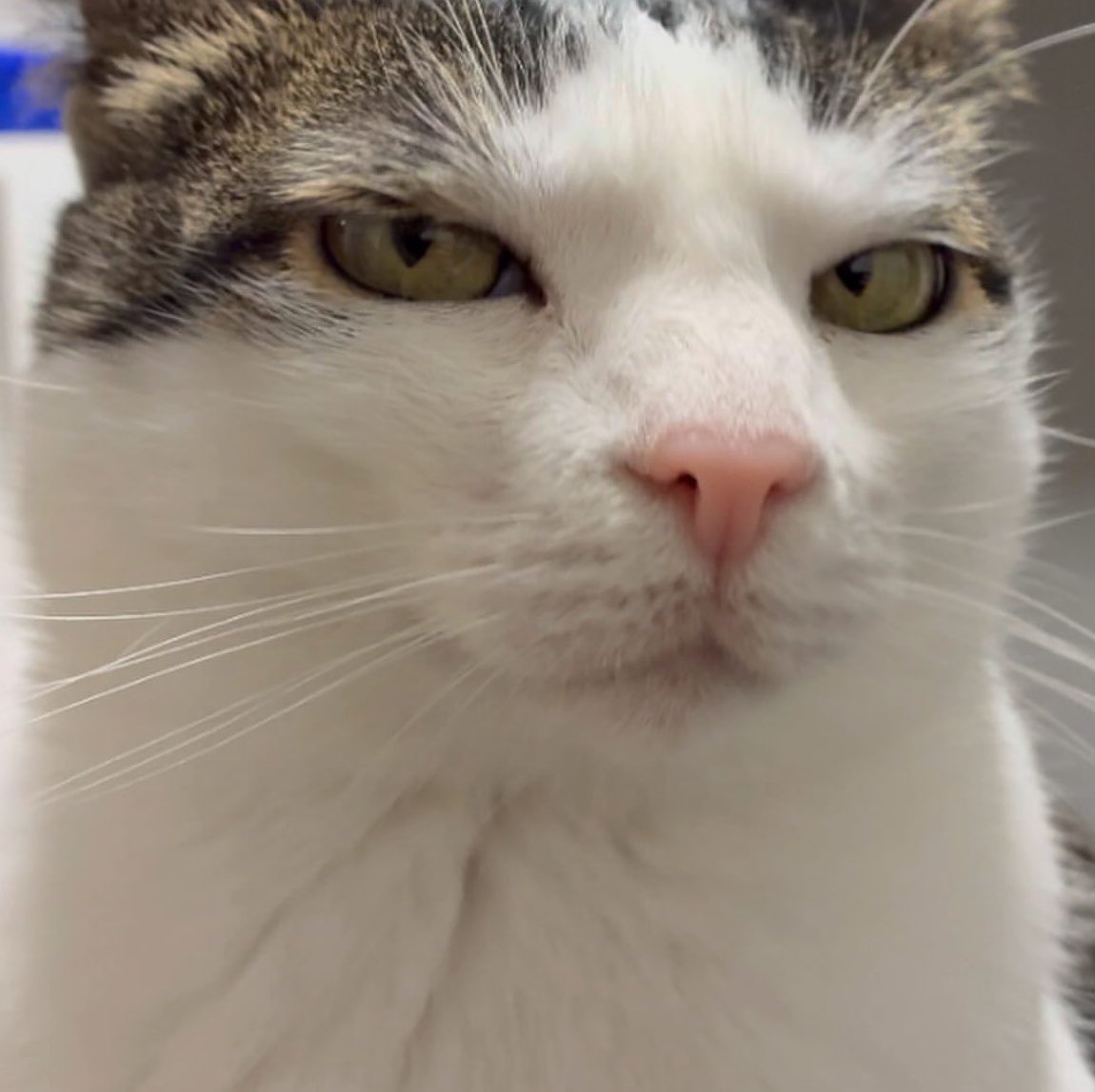 monkeycatluna's tweet image. Just in case no one told you today.. 

I’m awesome.